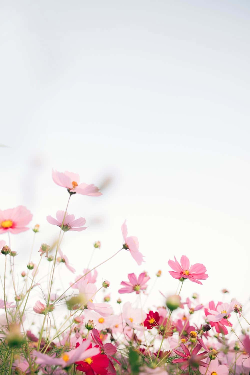 Mesmerizing Floral Phone Background — 1000x1500 wallpaper