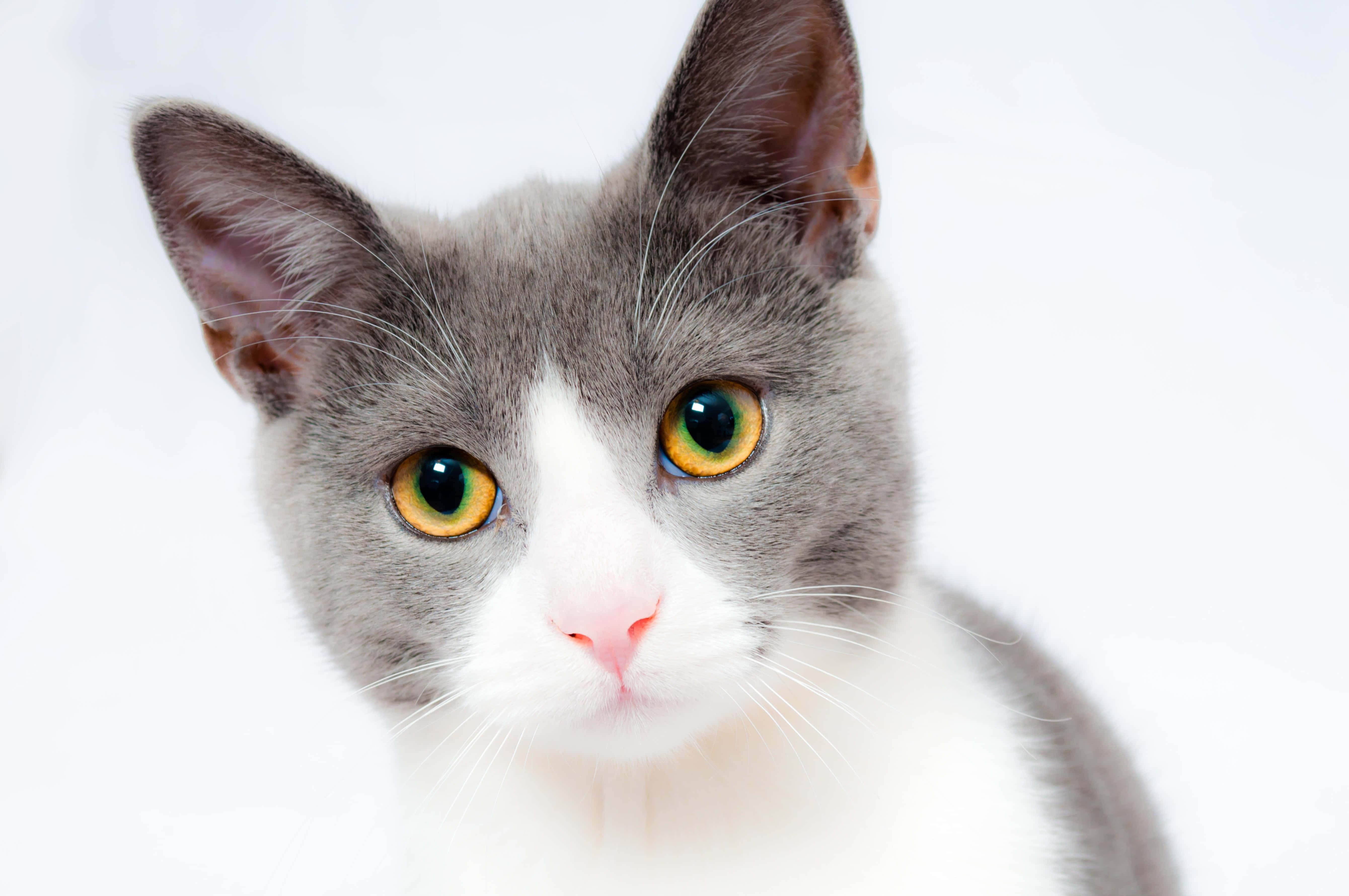 "Mesmerizing gaze of a feline beauty"- Cute Cat Pfp — 5360x3560 wallpaper