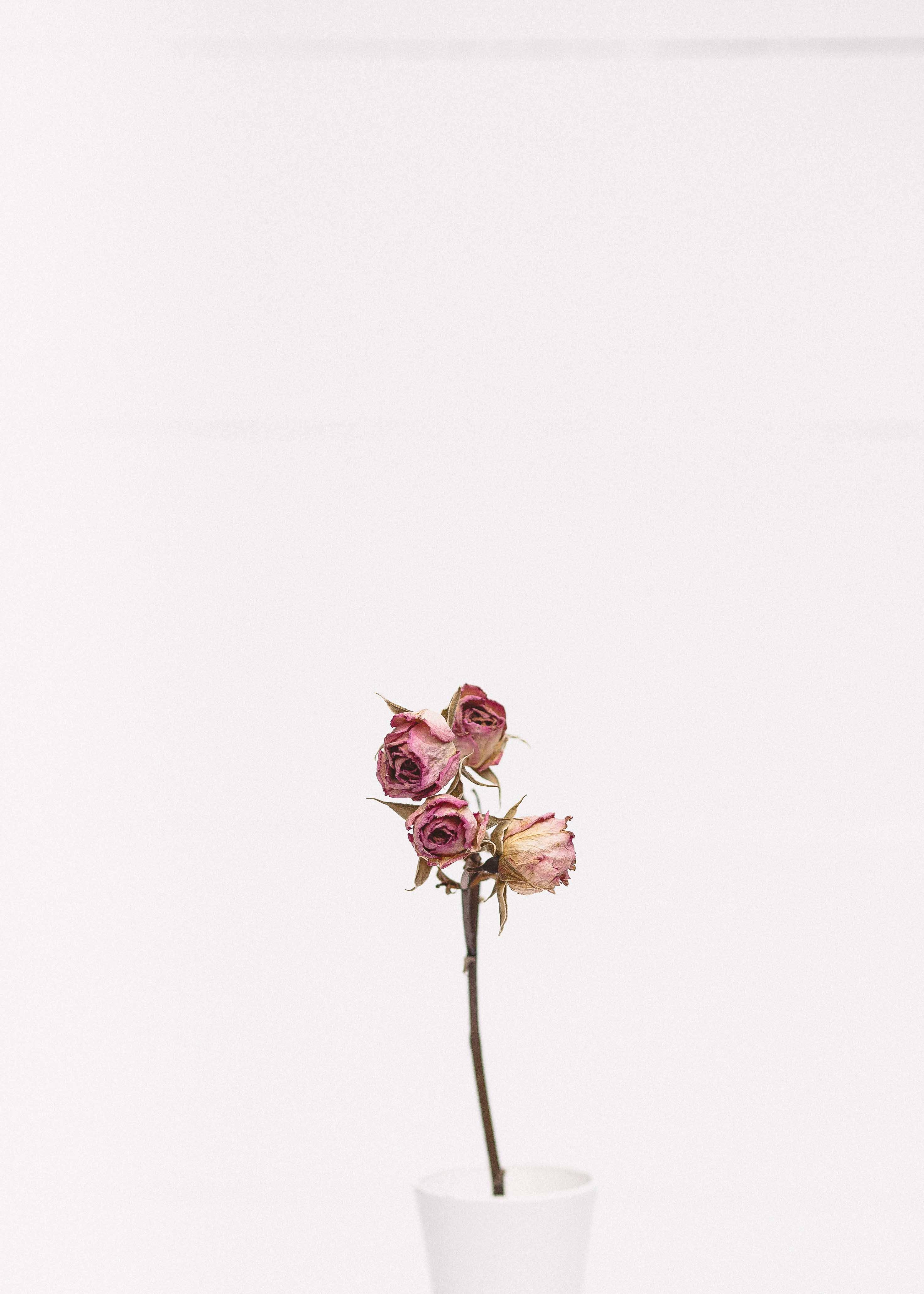 Minimalist beauty of a pink rose — 2942x4119 wallpaper