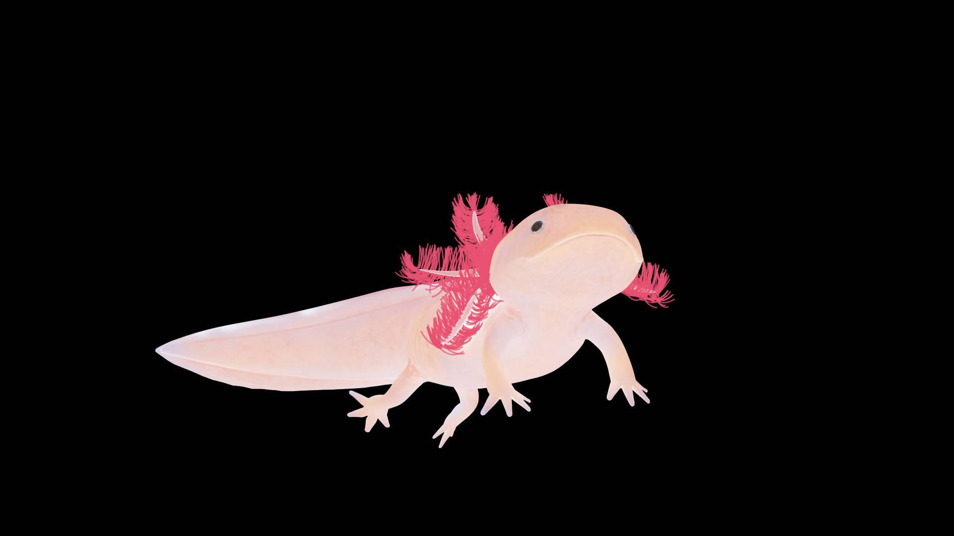Minimalist Pink Axolotl — 1920x1080 wallpaper