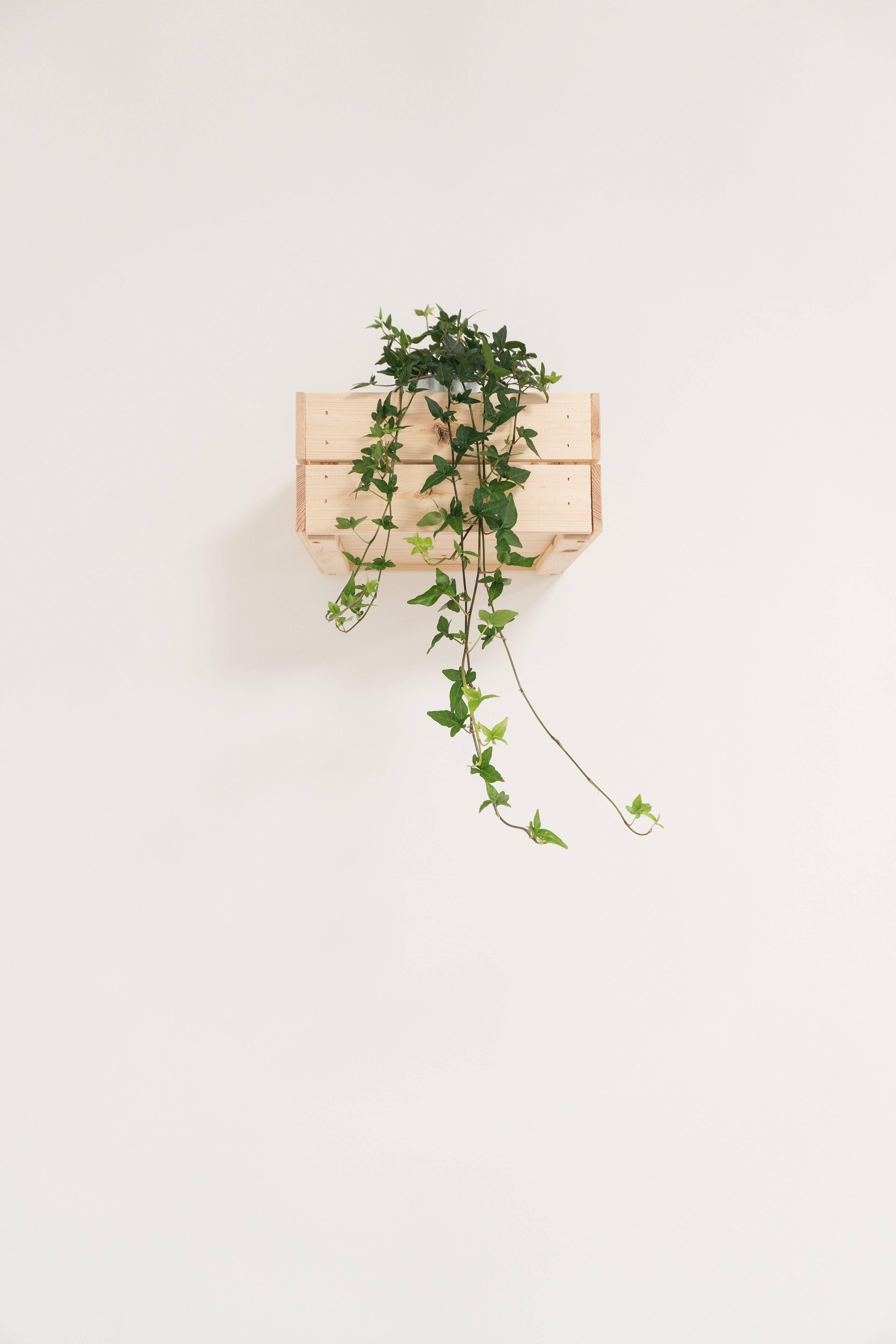 Minimalist Potted Ivy Plant — 3888x5832 wallpaper