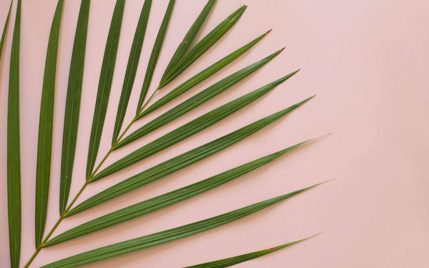 Minimalist Summer Aesthetic Palm Leaf — 1400x875 wallpaper
