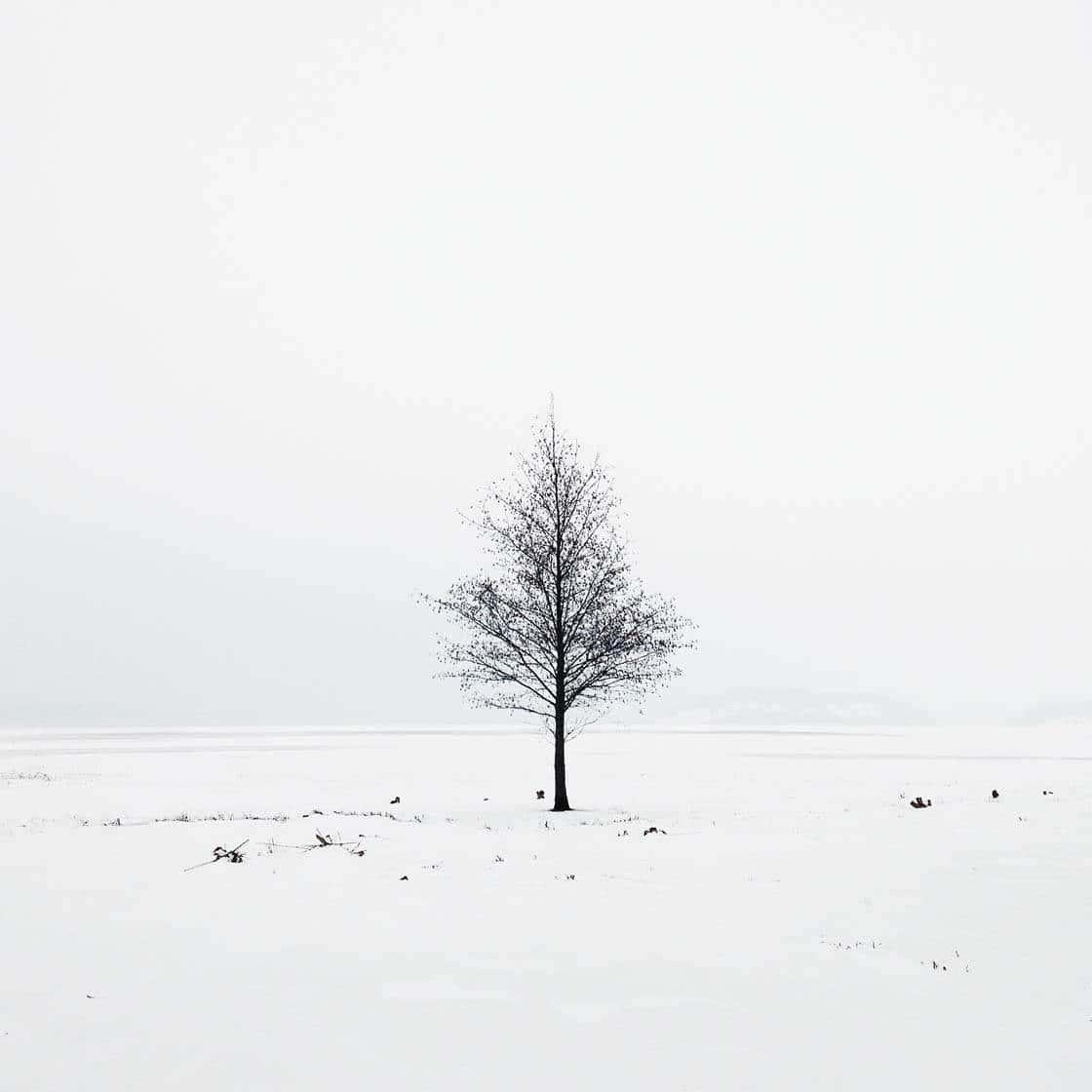 Minimalist Tree In Snow Pictures — 1120x1120 wallpaper