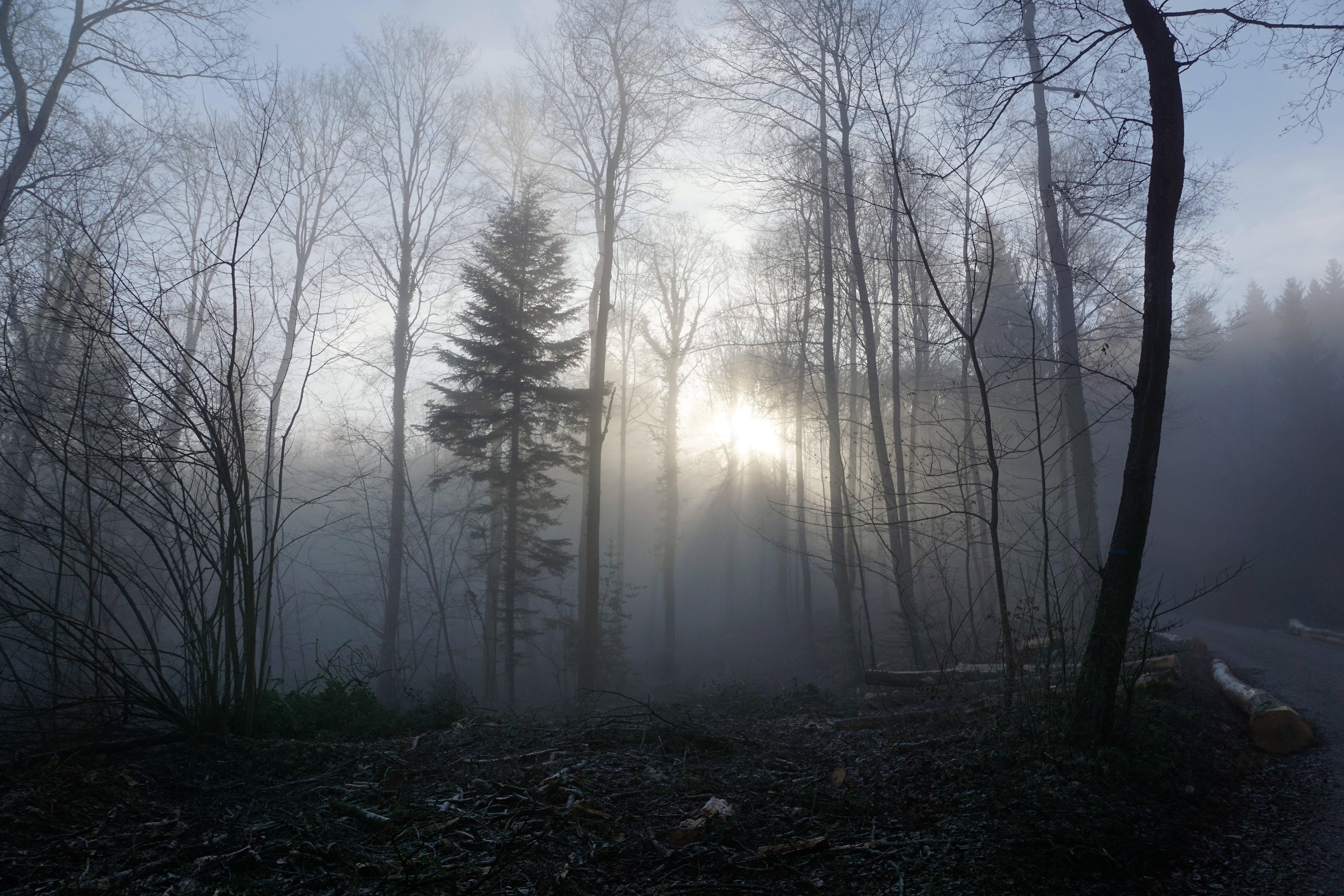 Misty Somber Forest — 6000x4000 wallpaper