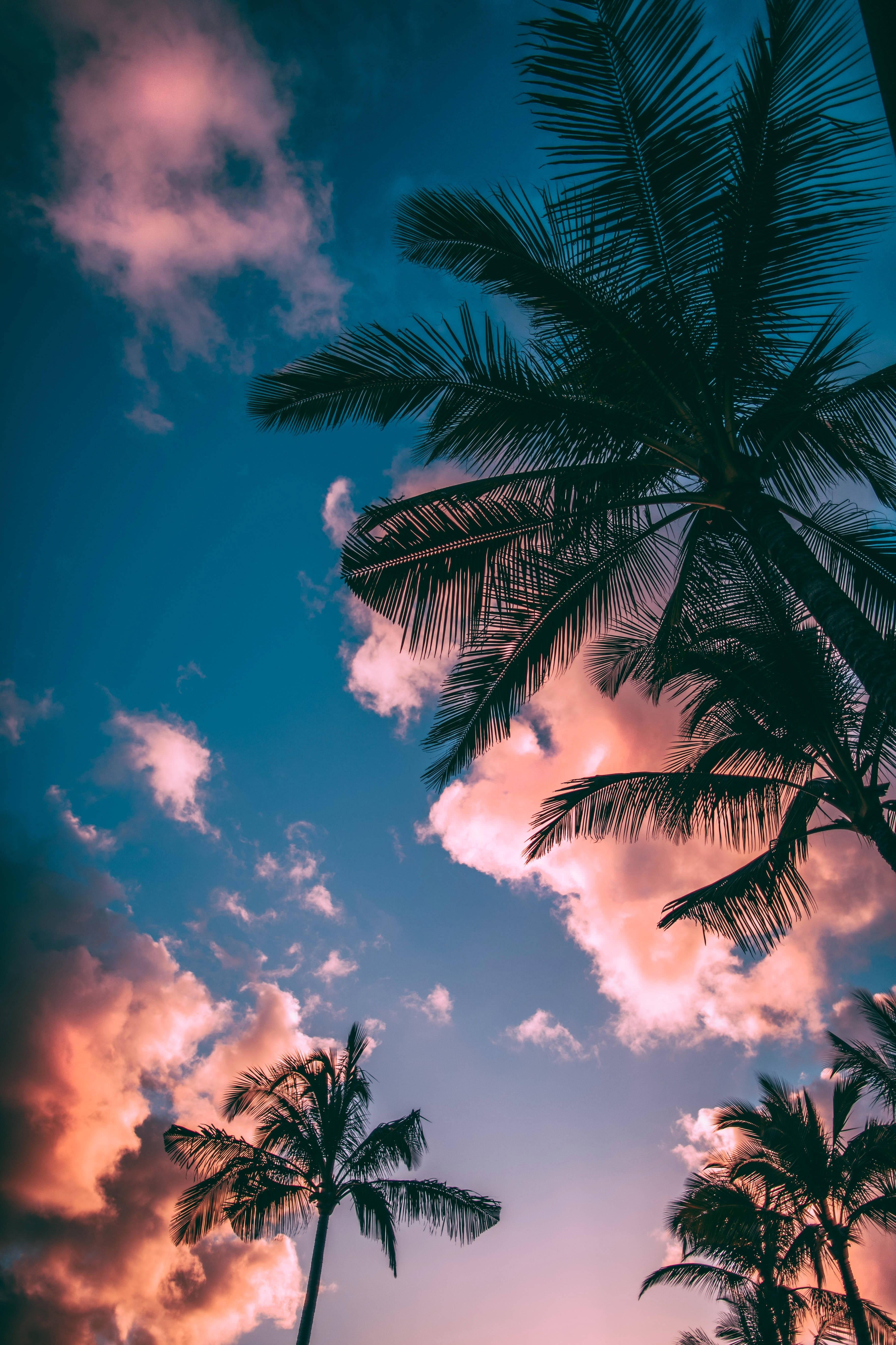 Mobile Palm Trees