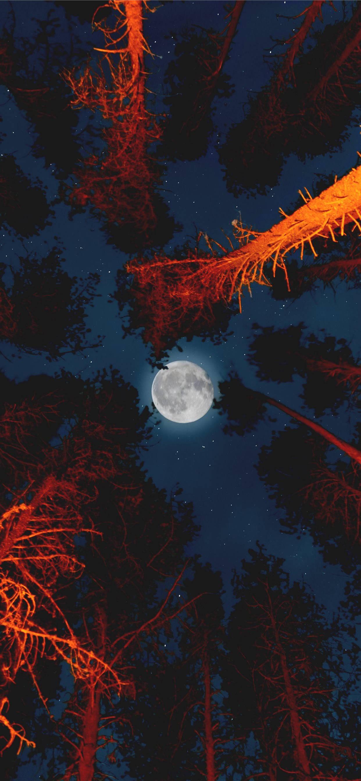 Moon Aesthetic Forest — 1242x2688 wallpaper