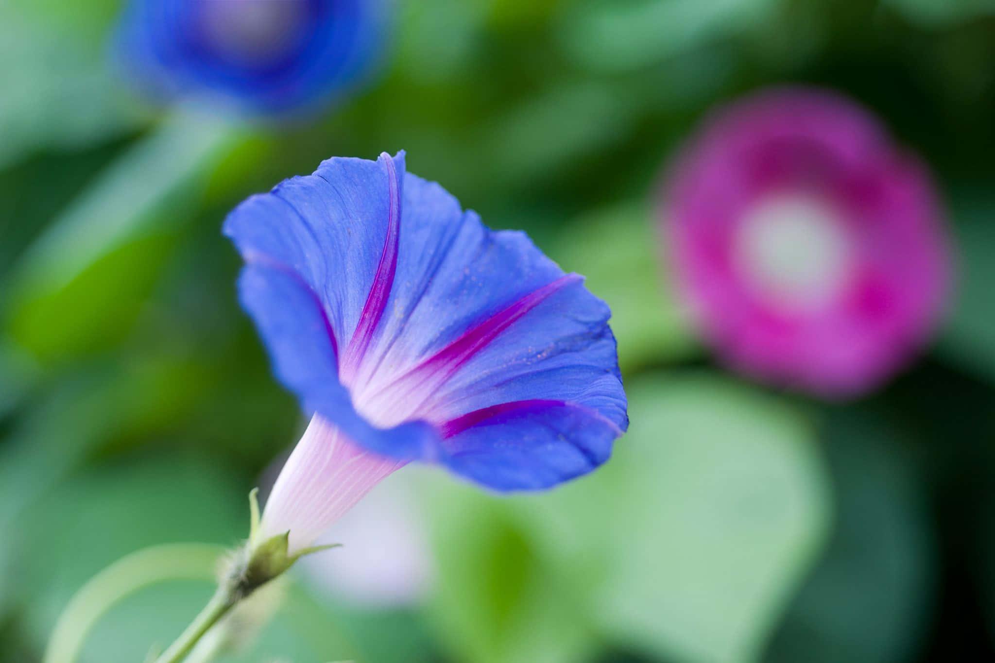 Morning Glory Flower Picture — 2048x1365 wallpaper