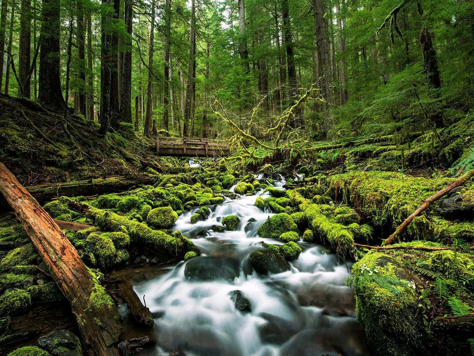 Mossy Forest River Nature Picture — 1600x1200 wallpaper