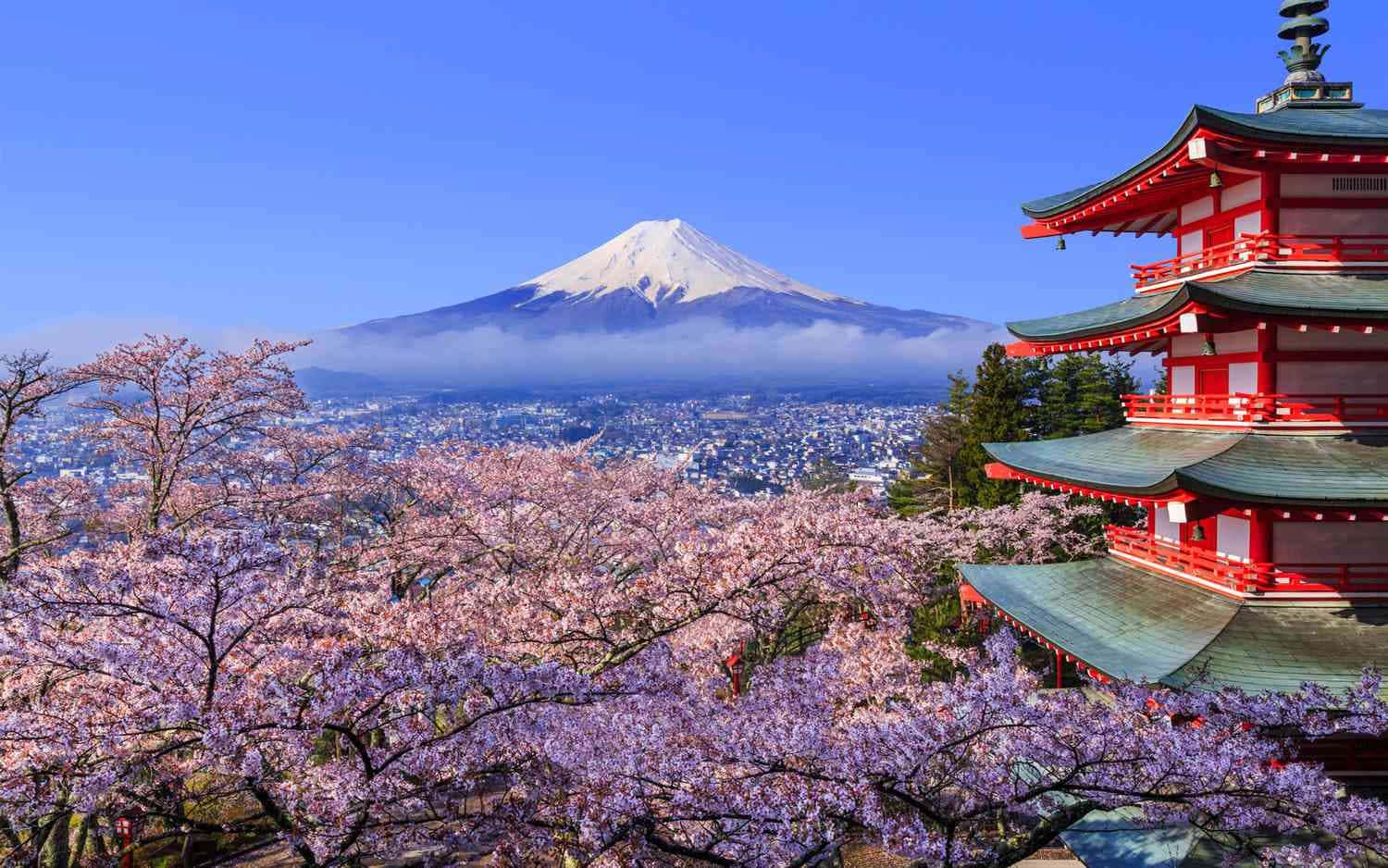 Mount Fuji Cherry Blossom Picture — 1500x938 wallpaper