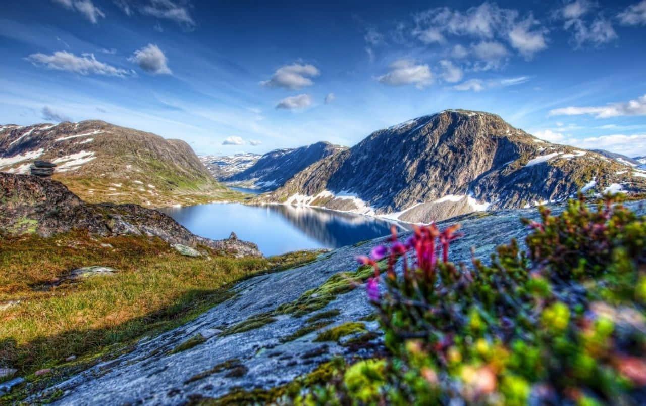 Mountain With Flowers And Snow Landscape Picture — 1280x804 wallpaper