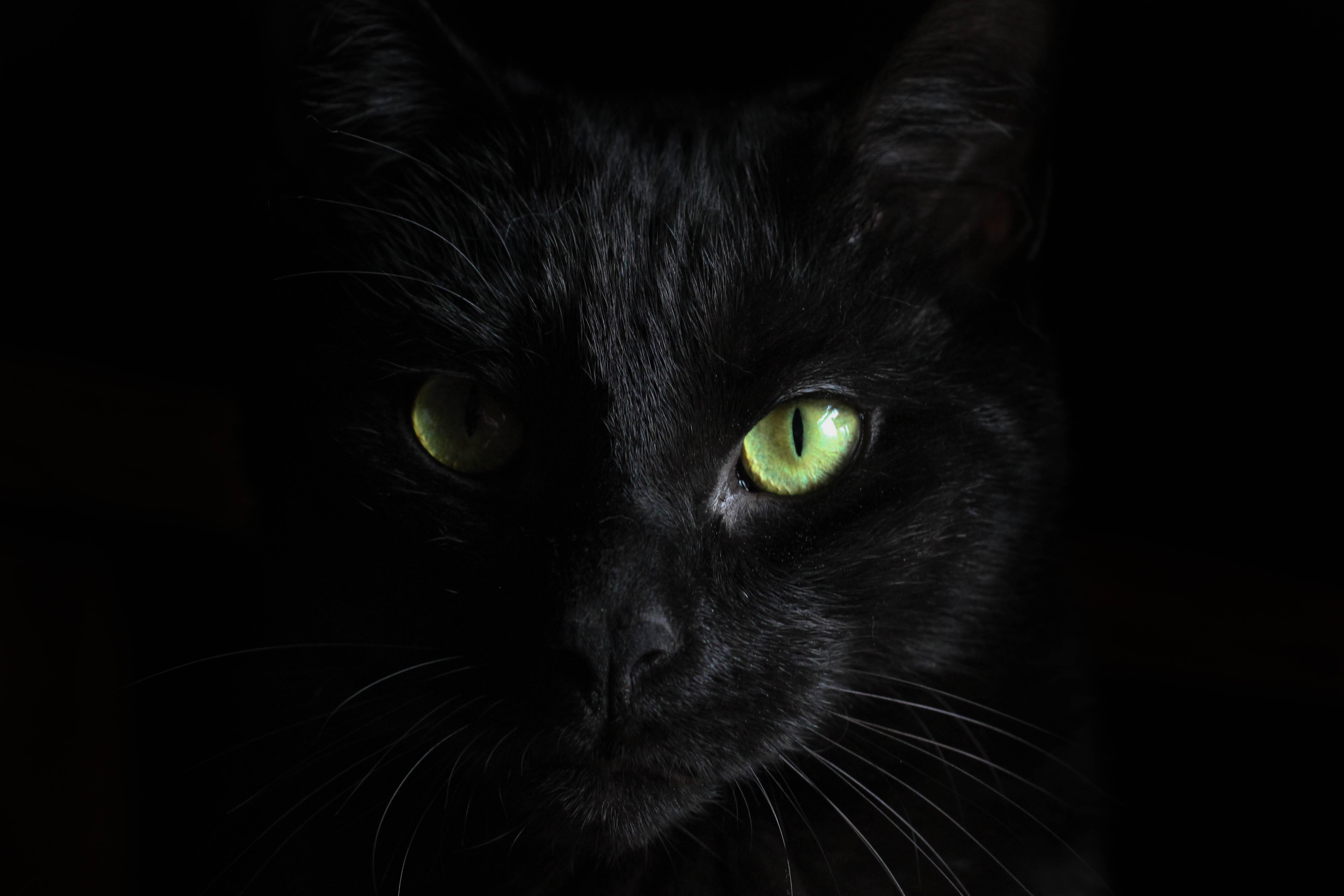 Mysterious Black Feline in the Shadows — 5184x3456 wallpaper