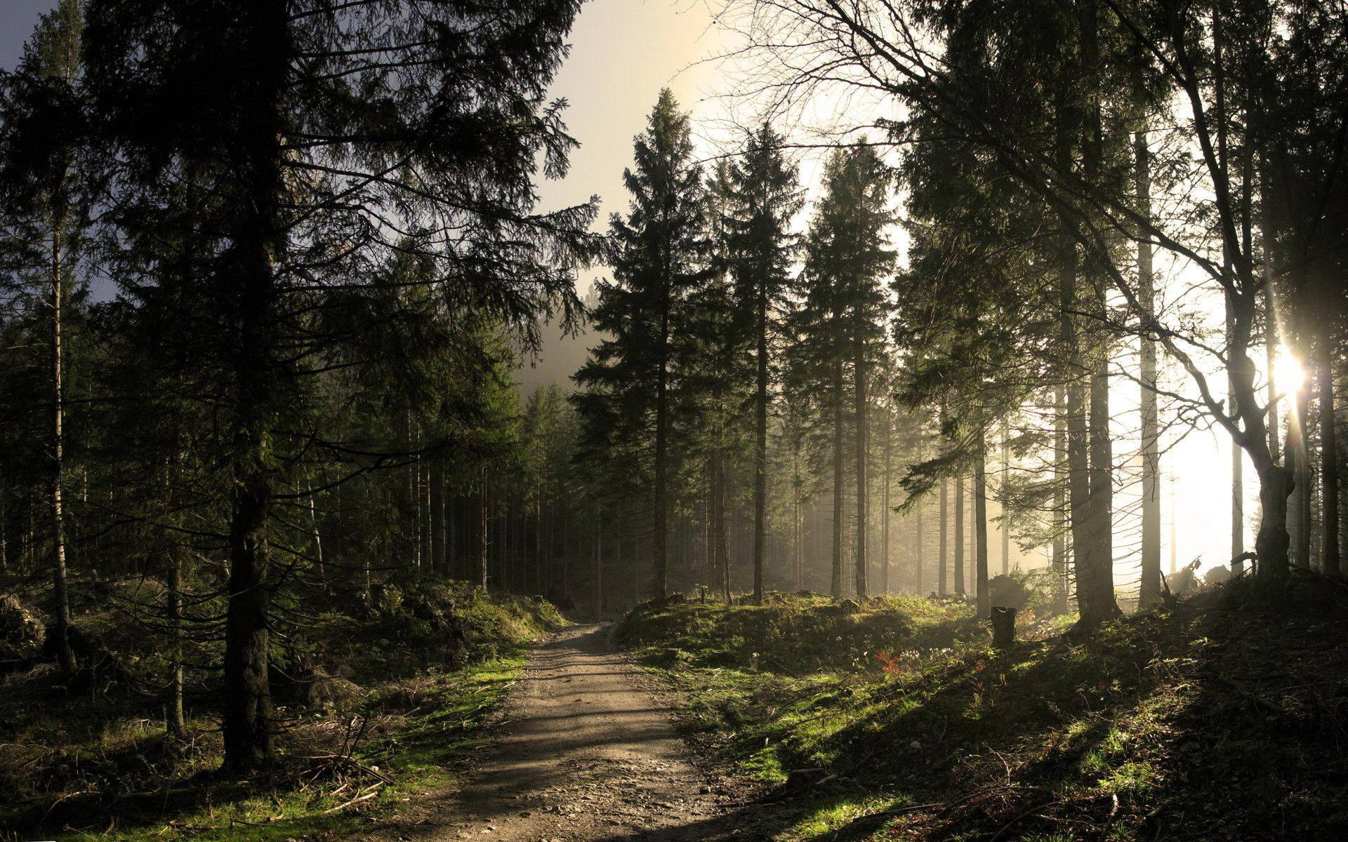 Mysterious Forest Trail — 1920x1200 wallpaper