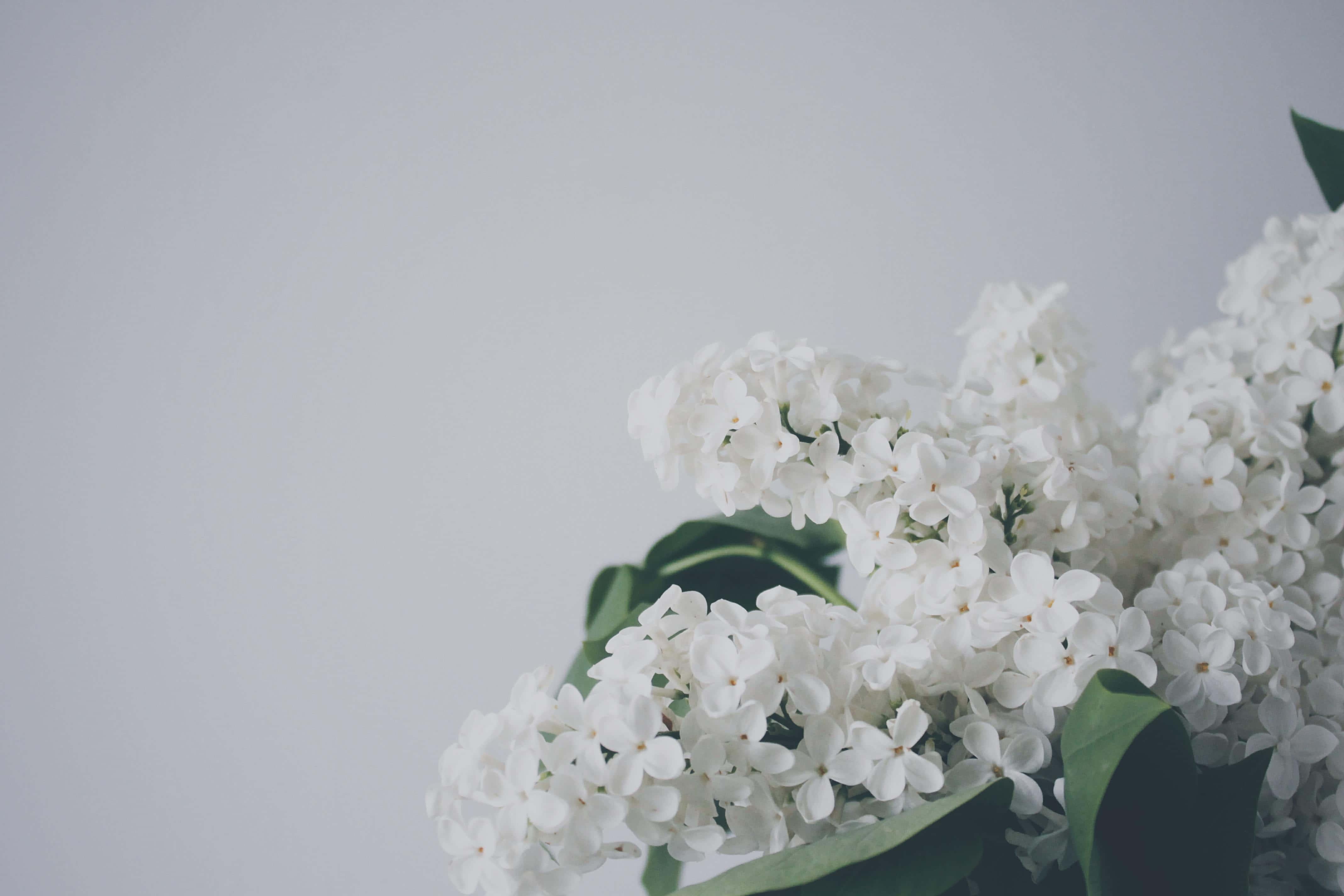 Nature and Aesthetics Blend Seamlessly — 4272x2848 wallpaper