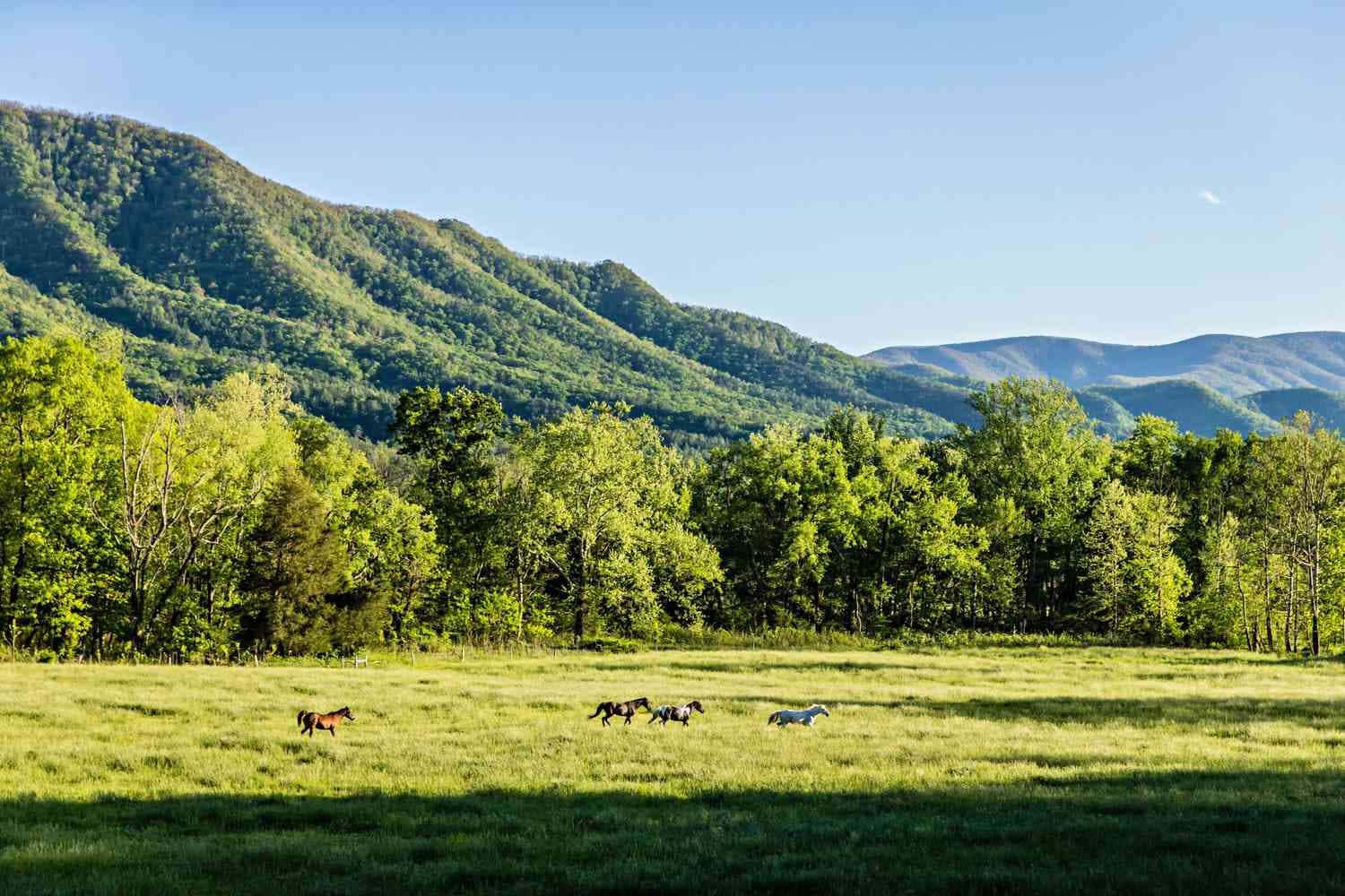 Nature Farm Field Picture — 1500x1000 wallpaper