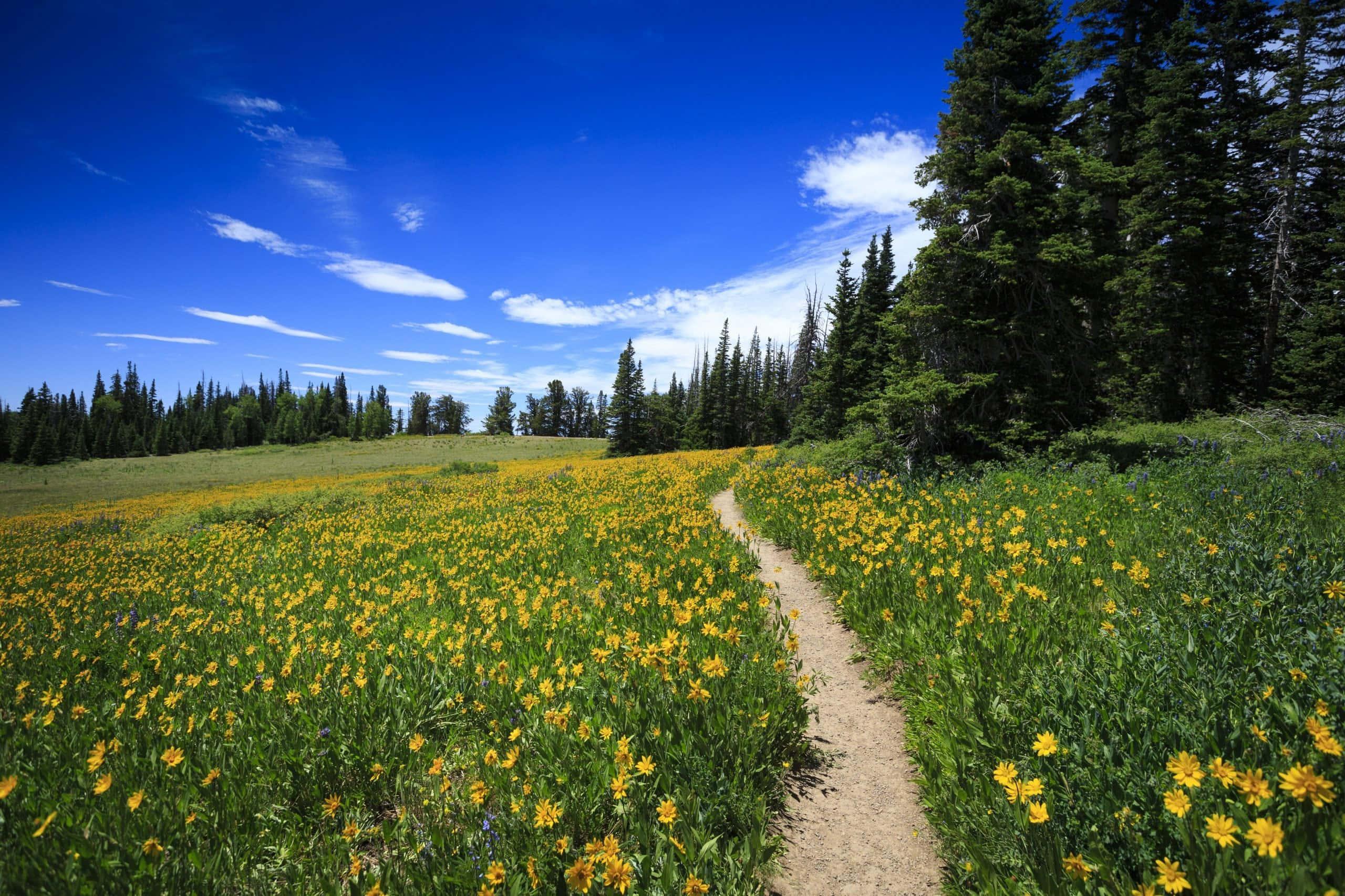 Nature Flower Field Picture — 2560x1707 wallpaper