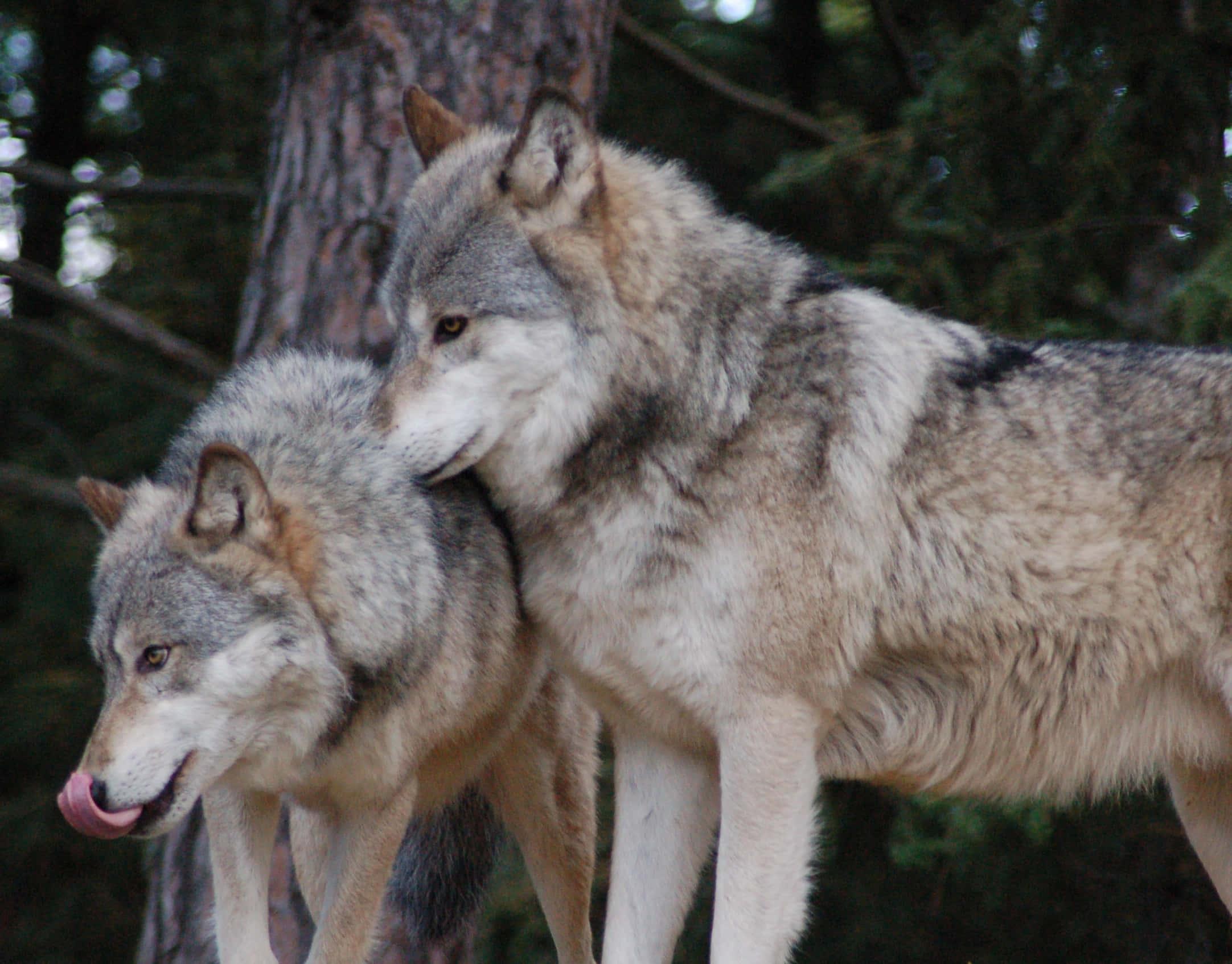 Nature of the Wild - A Lone Wolf at Dusk — 2164x1694 wallpaper