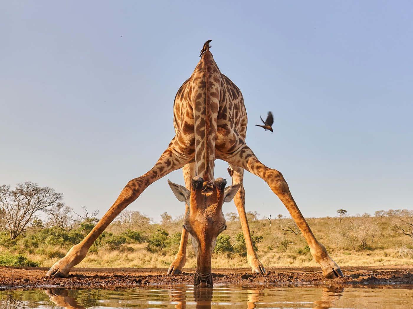 Nature View Of A Giraffe Drinking Picture — 1400x1050 wallpaper