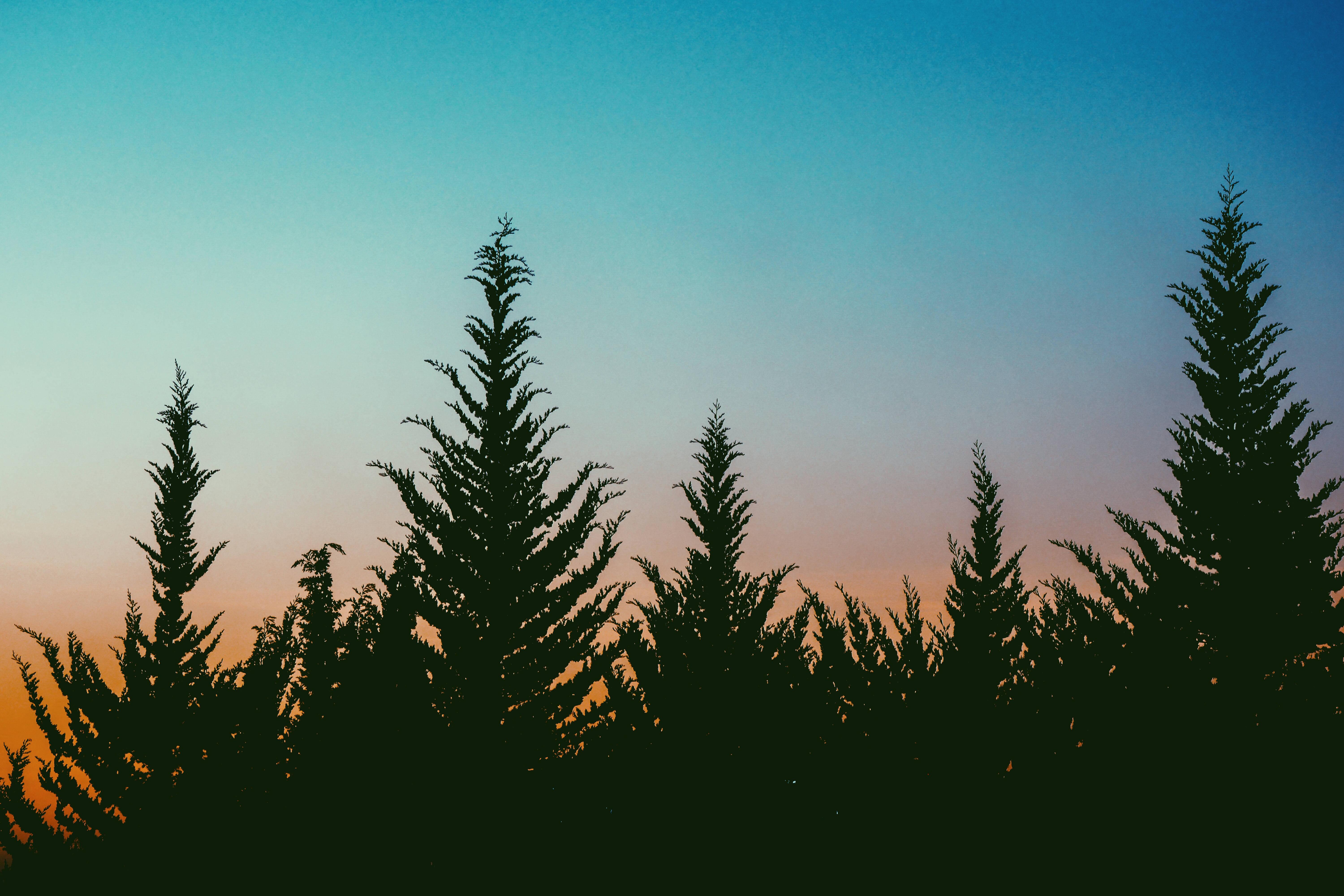 Nature's Beauty is Aesthetic — 6000x4000 wallpaper