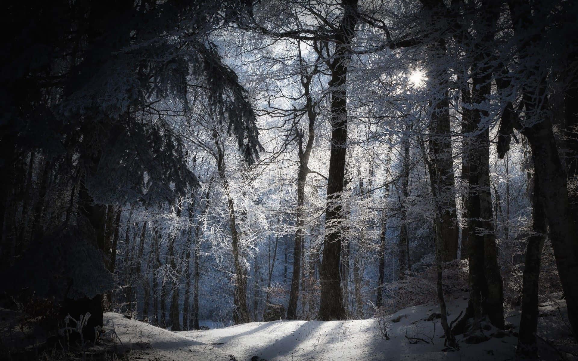 Nature's tranquil secrets revealed in the peaceful forest — 1920x1200 wallpaper