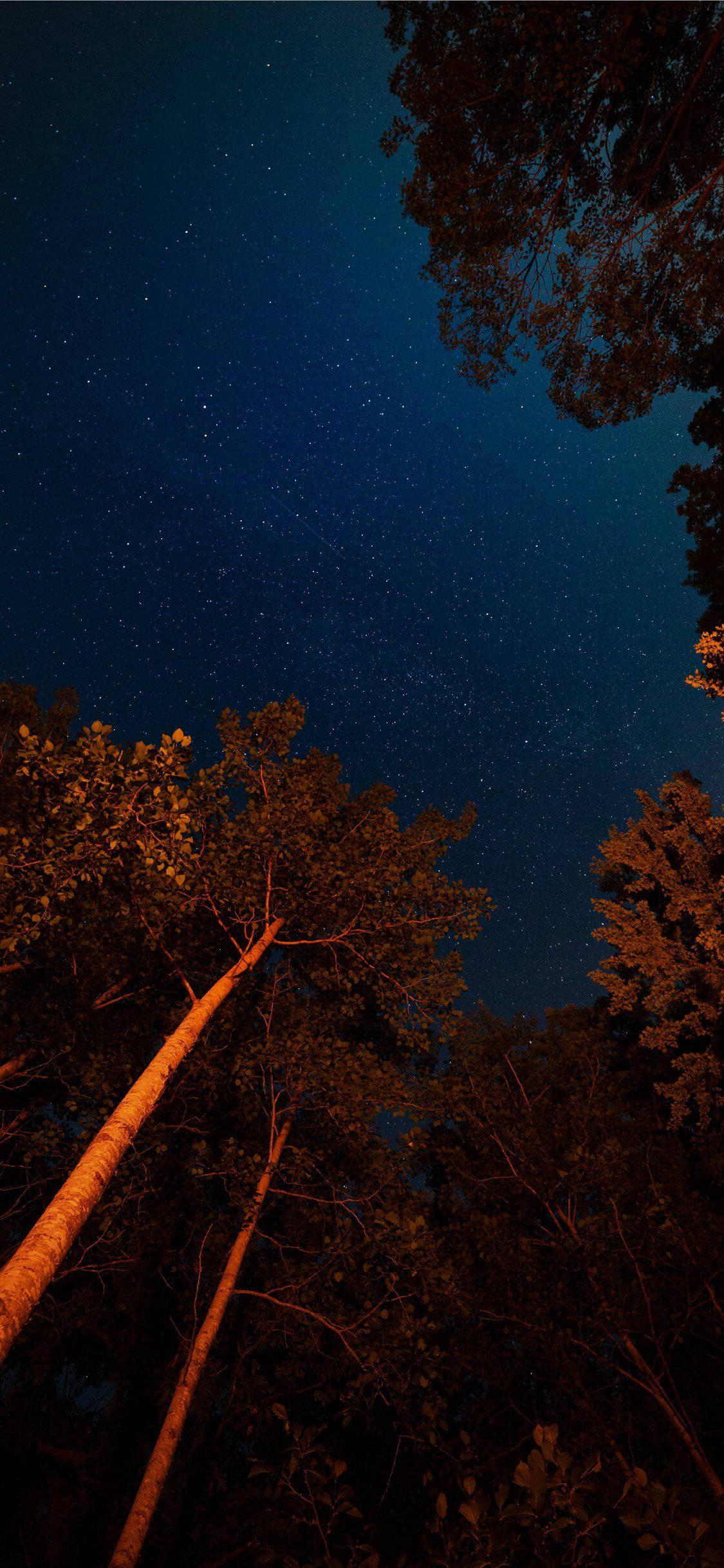 Night Sky In Forest Aesthetic IPhone