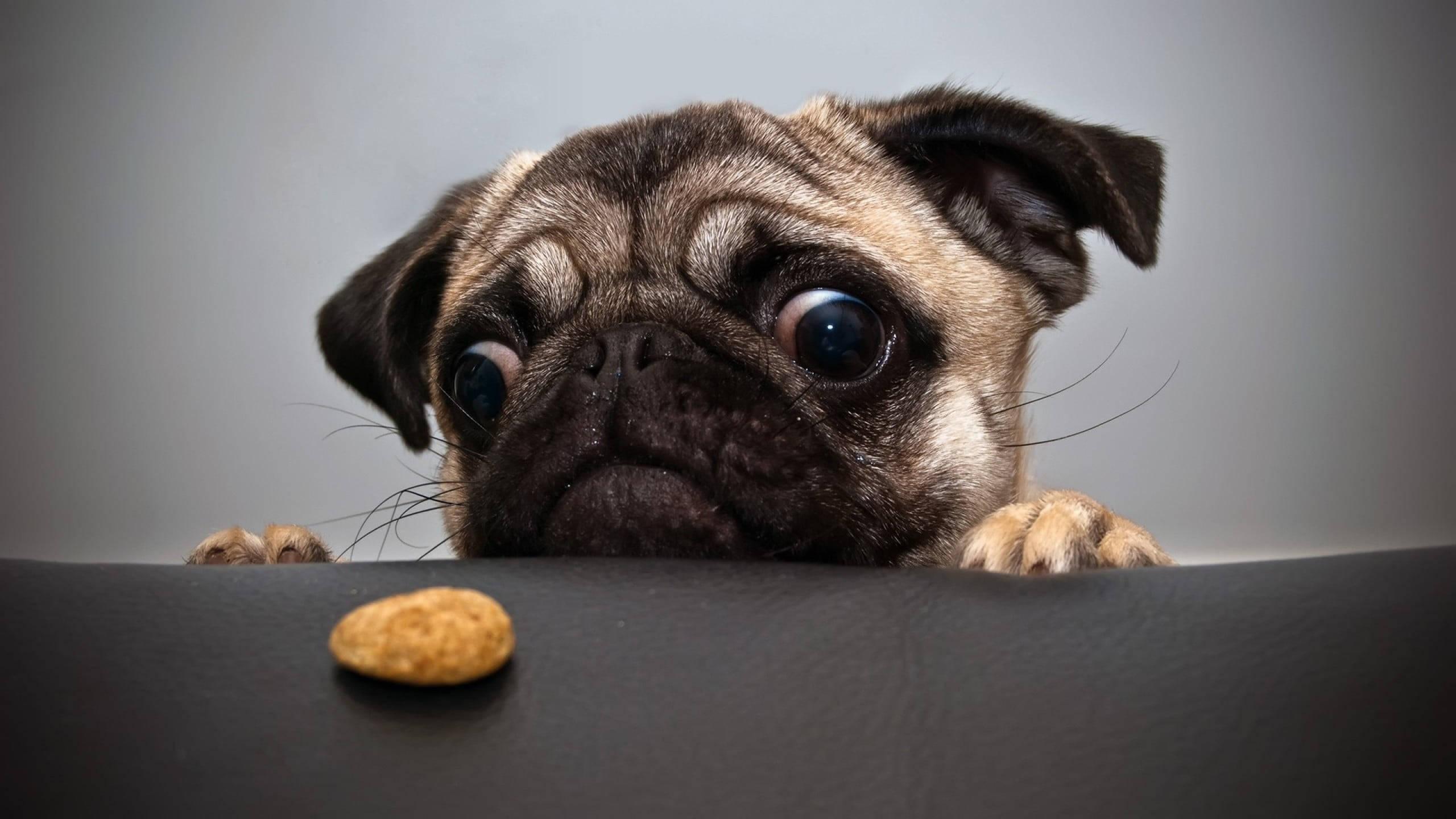 Nothing better than a furry friend to brighten your day — 2560x1440 wallpaper