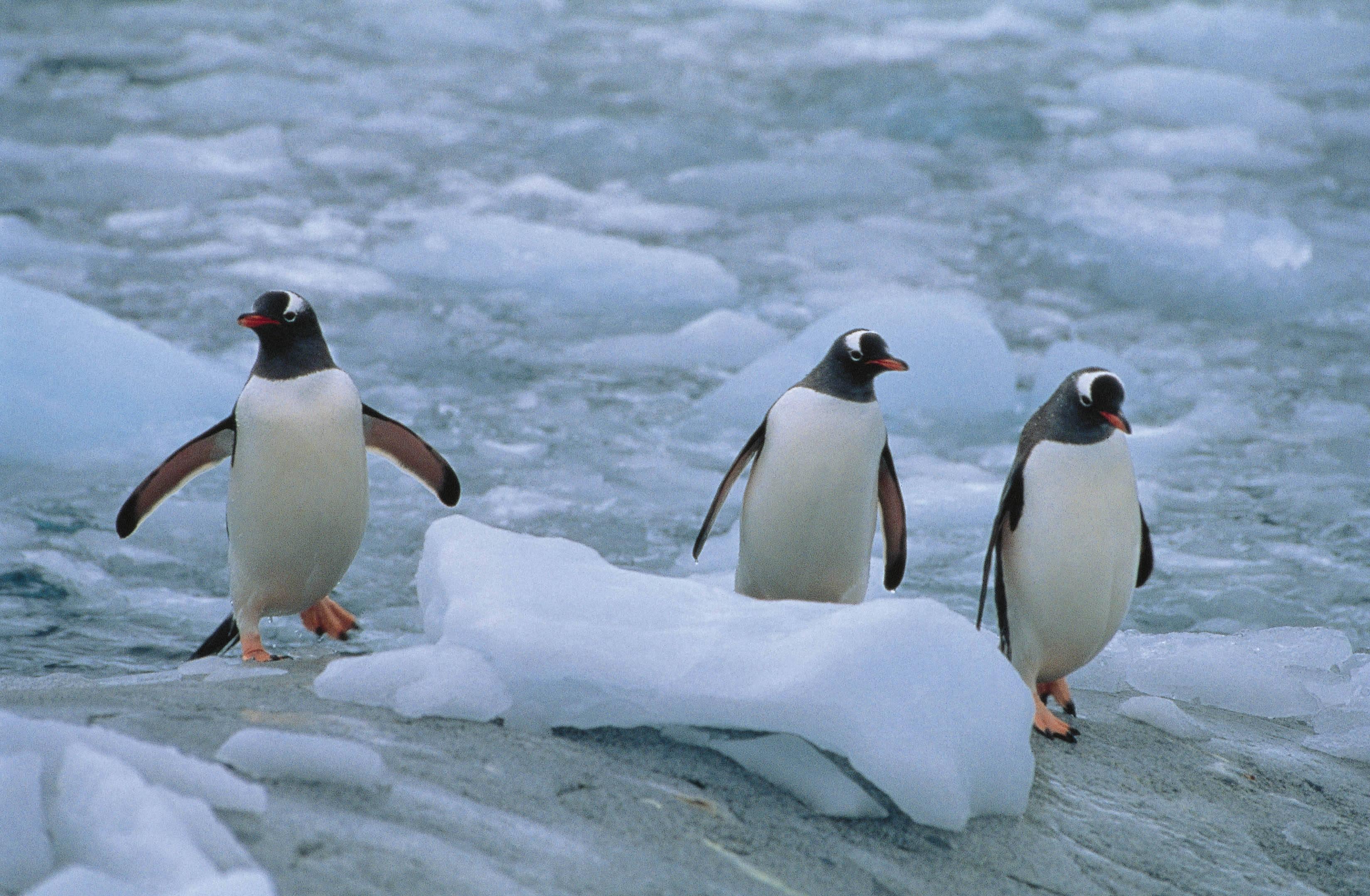 Official Linux Mascot Penguins — 3296x2156 wallpaper