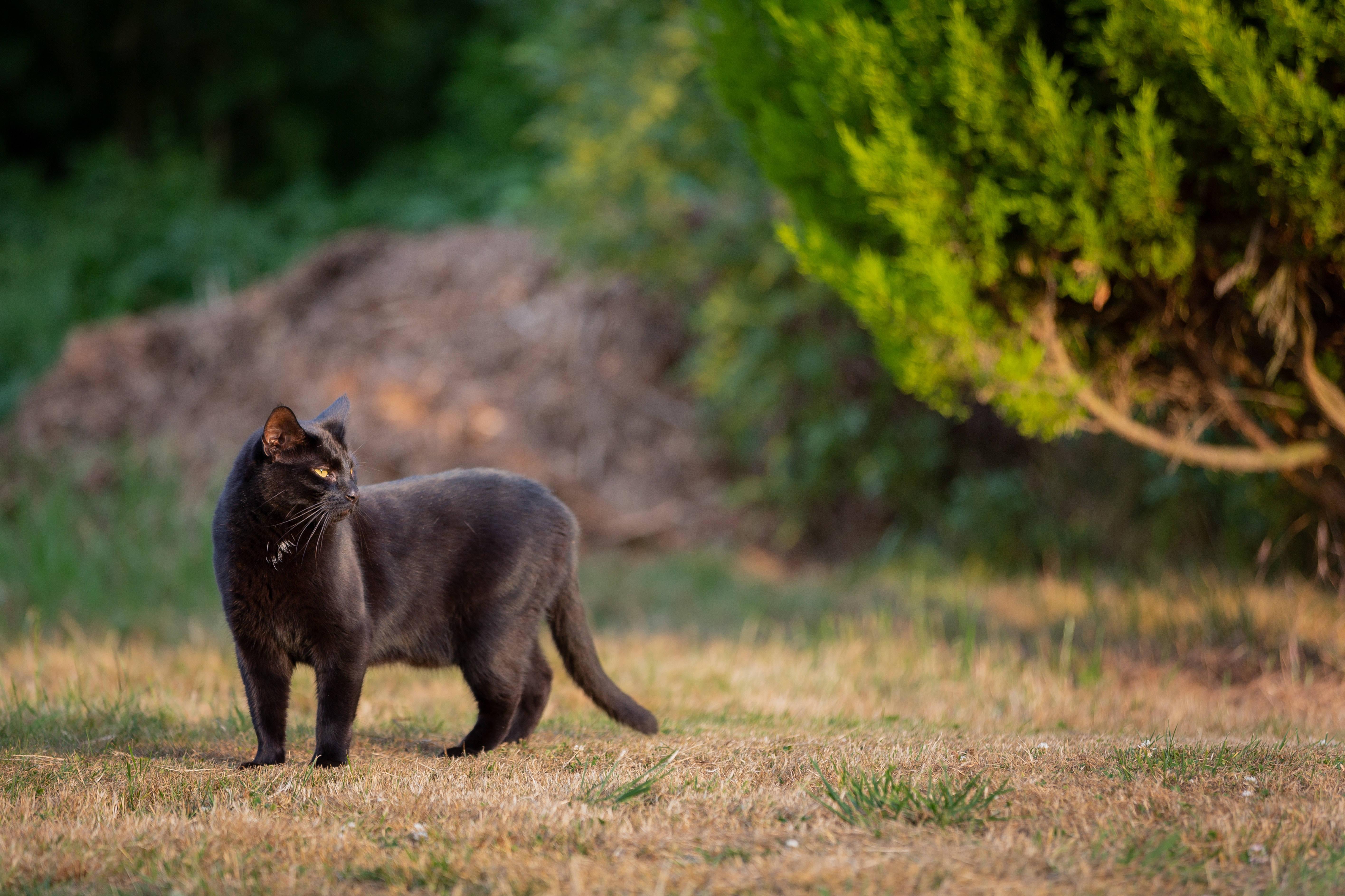 Old Black Animal Cat — 5664x3776 wallpaper