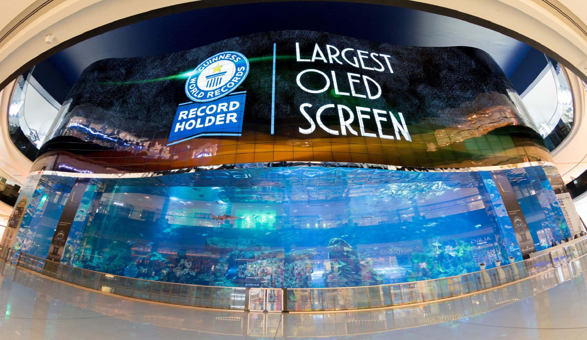Oled Guinness Record Holder Picture — 2053x1191 wallpaper