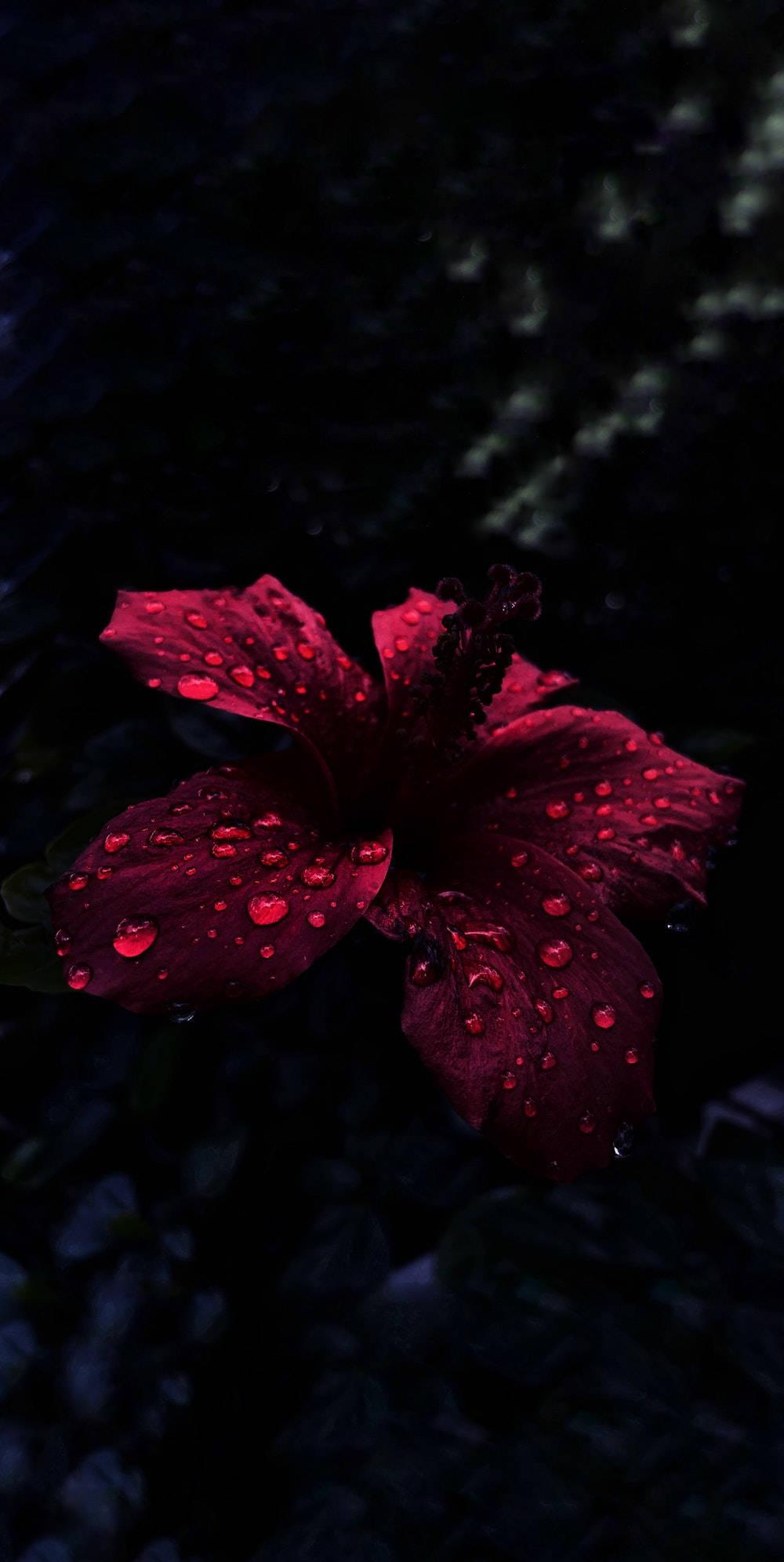 Oled Raindrops On Hibiscus — 1000x1991 wallpaper