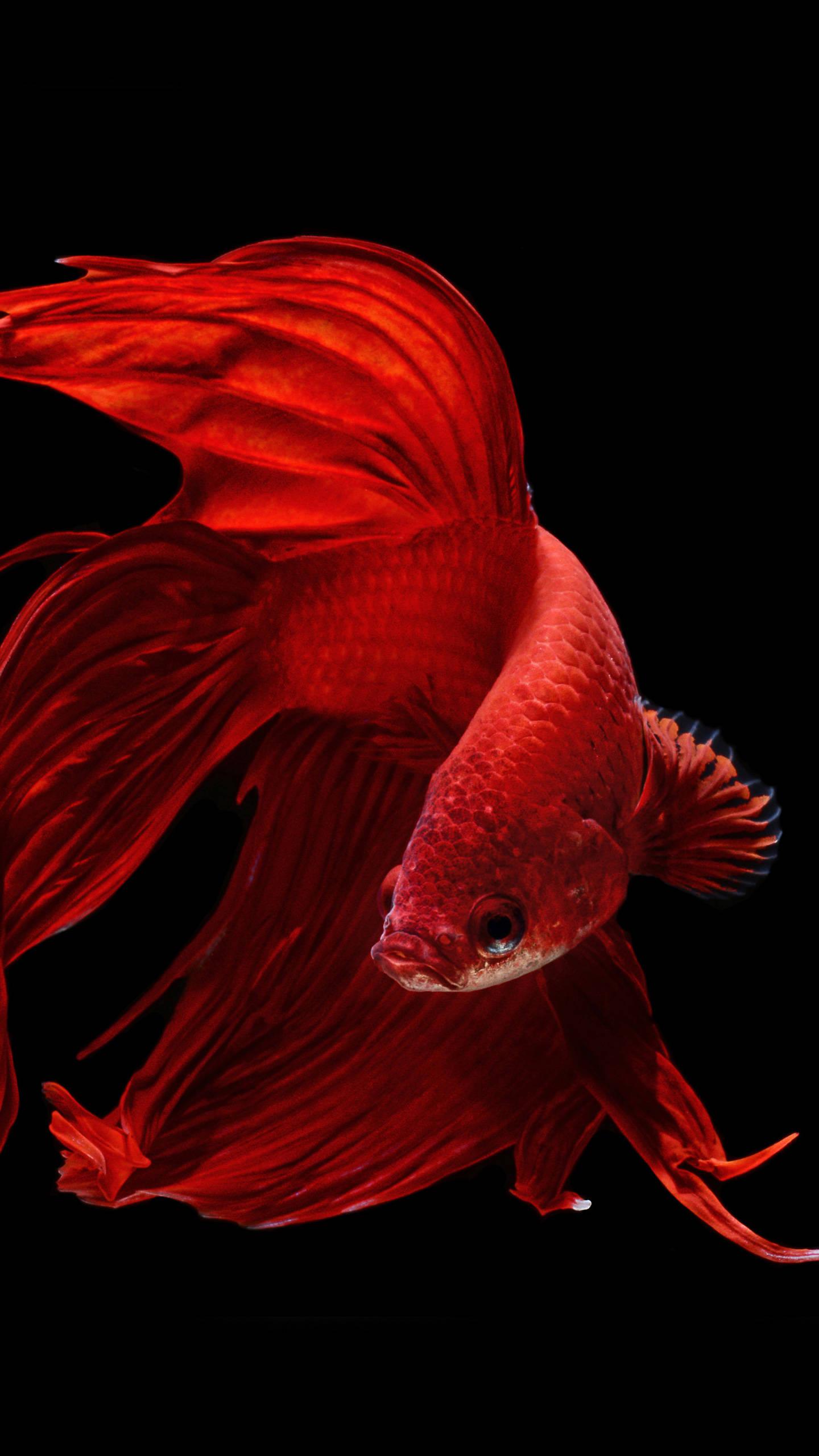 Oled Streamlined Goldfish — 1440x2560 wallpaper