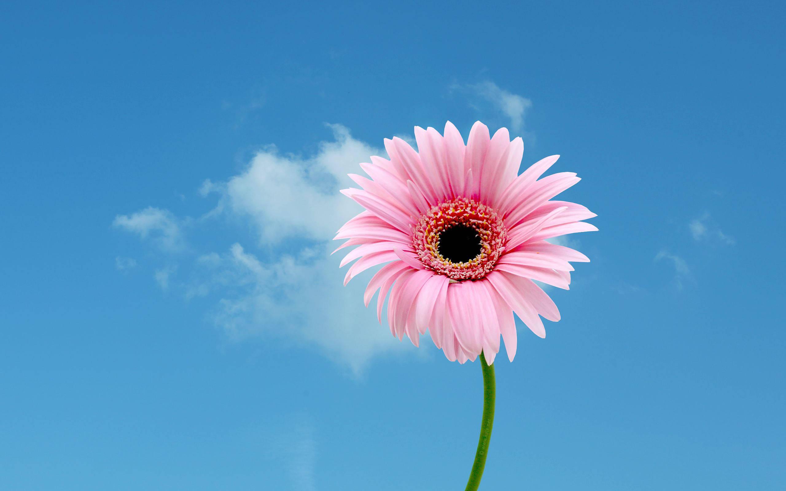 One Daisy Flower Showing Its Natural Splendor — 2560x1600 wallpaper