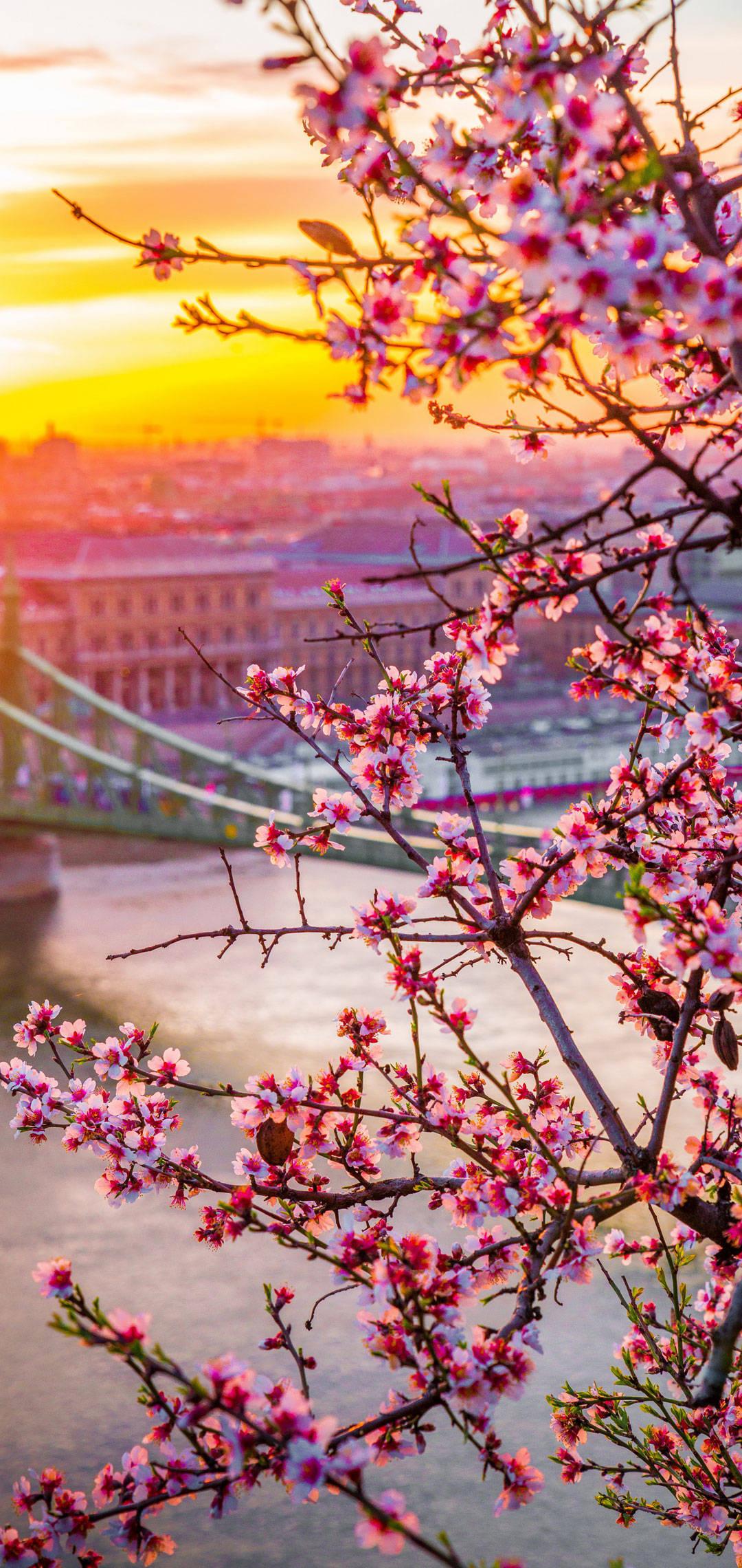 Oneplus Cherry Blossoms — 1080x2280 wallpaper