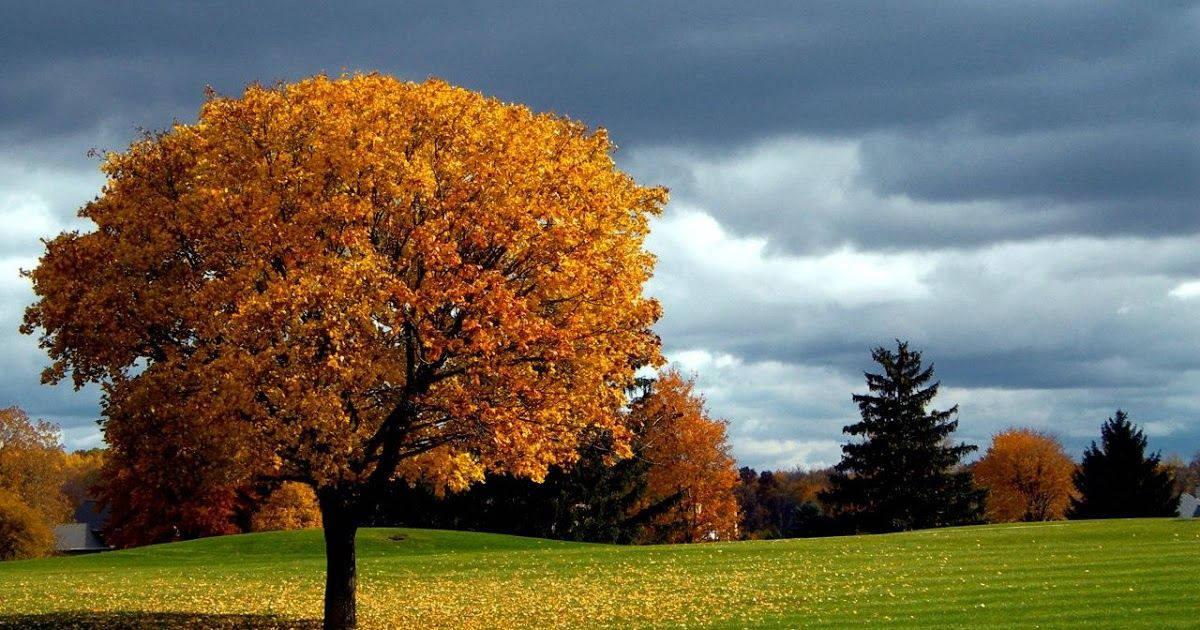 Orange Autumn Tree Full Desktop Screen Hd — 1200x630 wallpaper