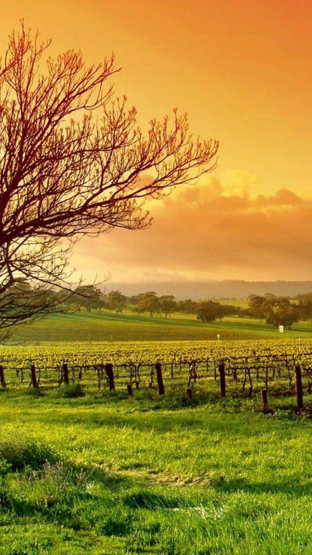 Orange County Side Nature — 1080x1920 wallpaper