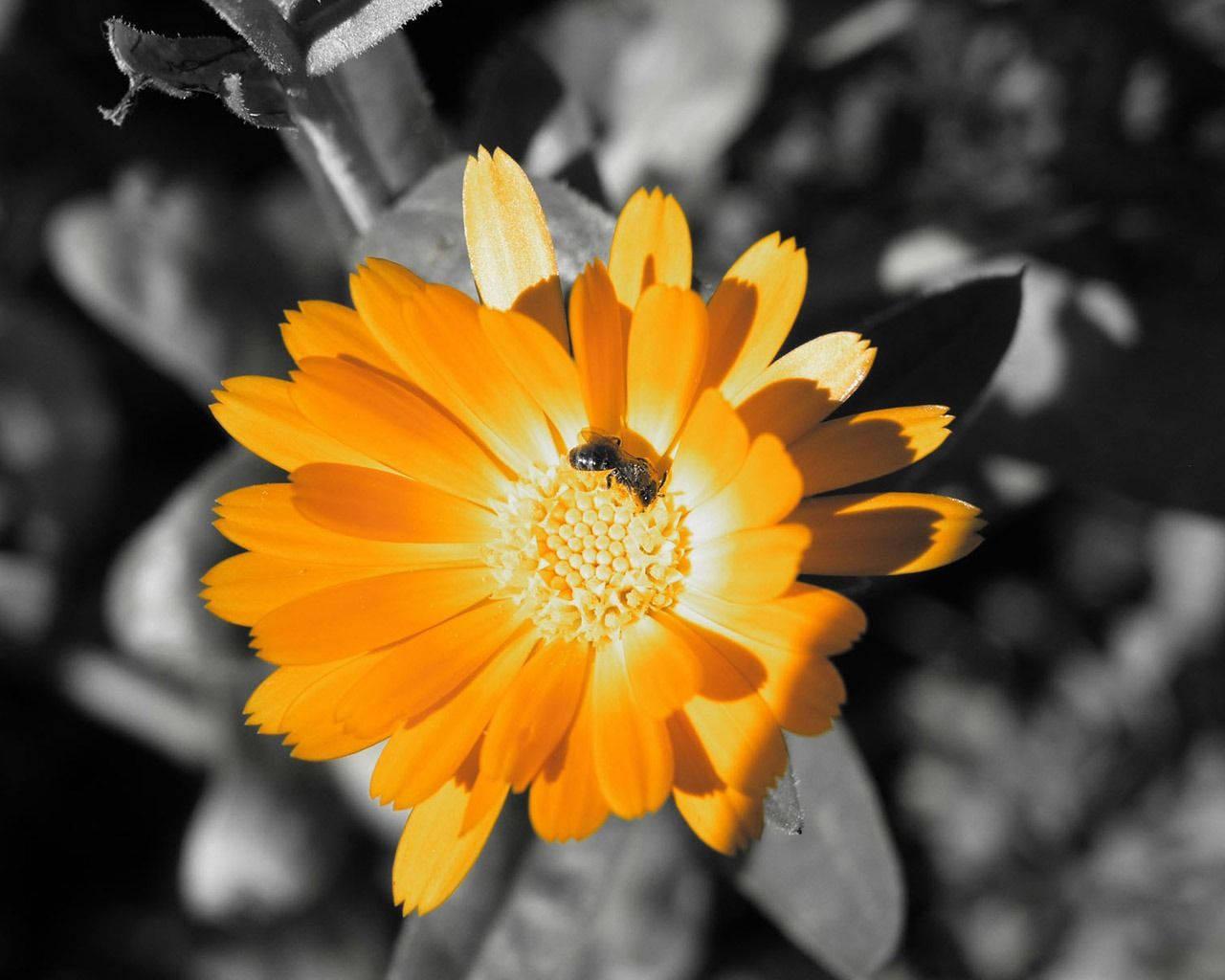 Orange Flower Highlight — 1280x1024 wallpaper
