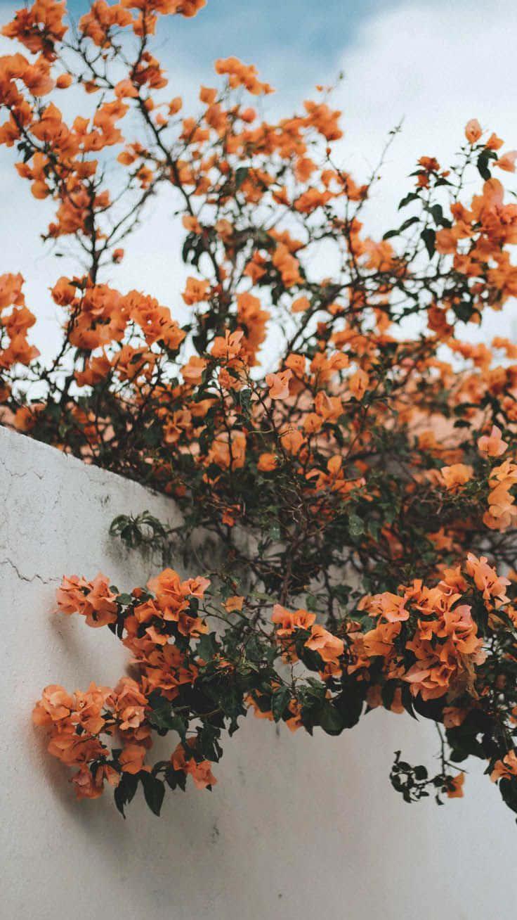 orange flowers growing on a wall — 736x1308 wallpaper