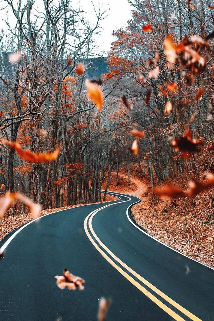 Orange Leaves And Street Fall IPhone — 736x1104 wallpaper