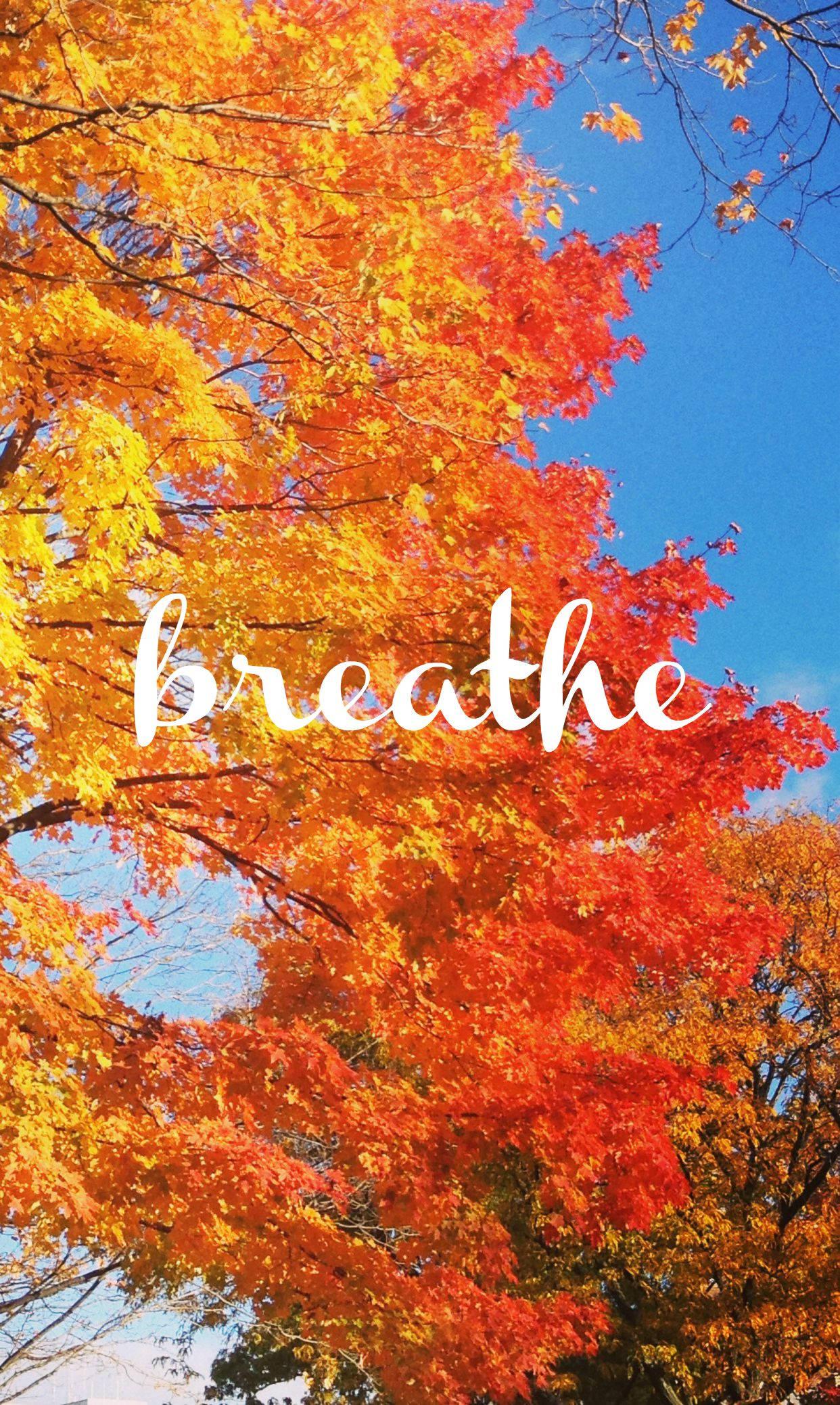 Orange Tree Blue Sky Fall IPhone — 1242x2076 wallpaper
