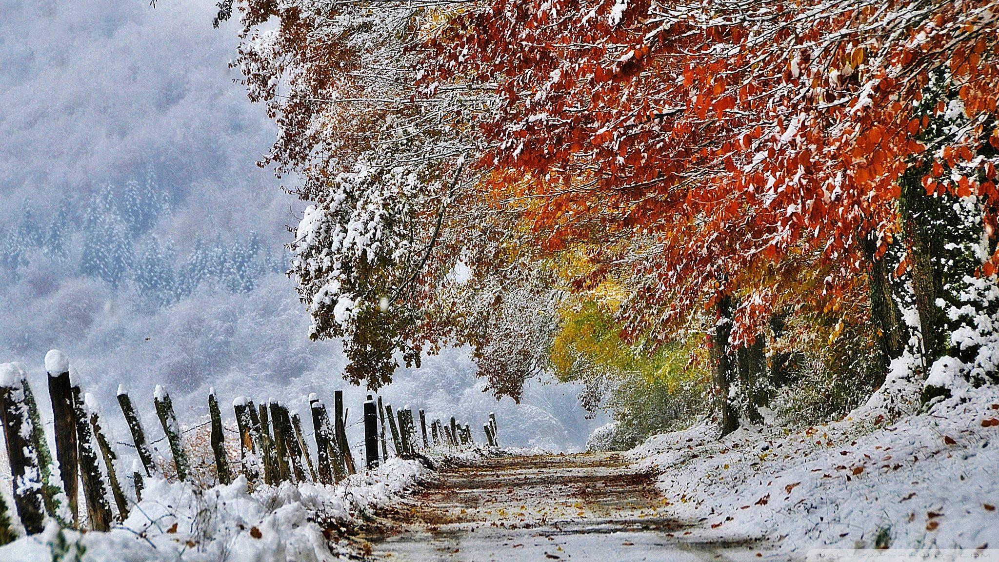Orange Trees In Winter — 2048x1152 wallpaper