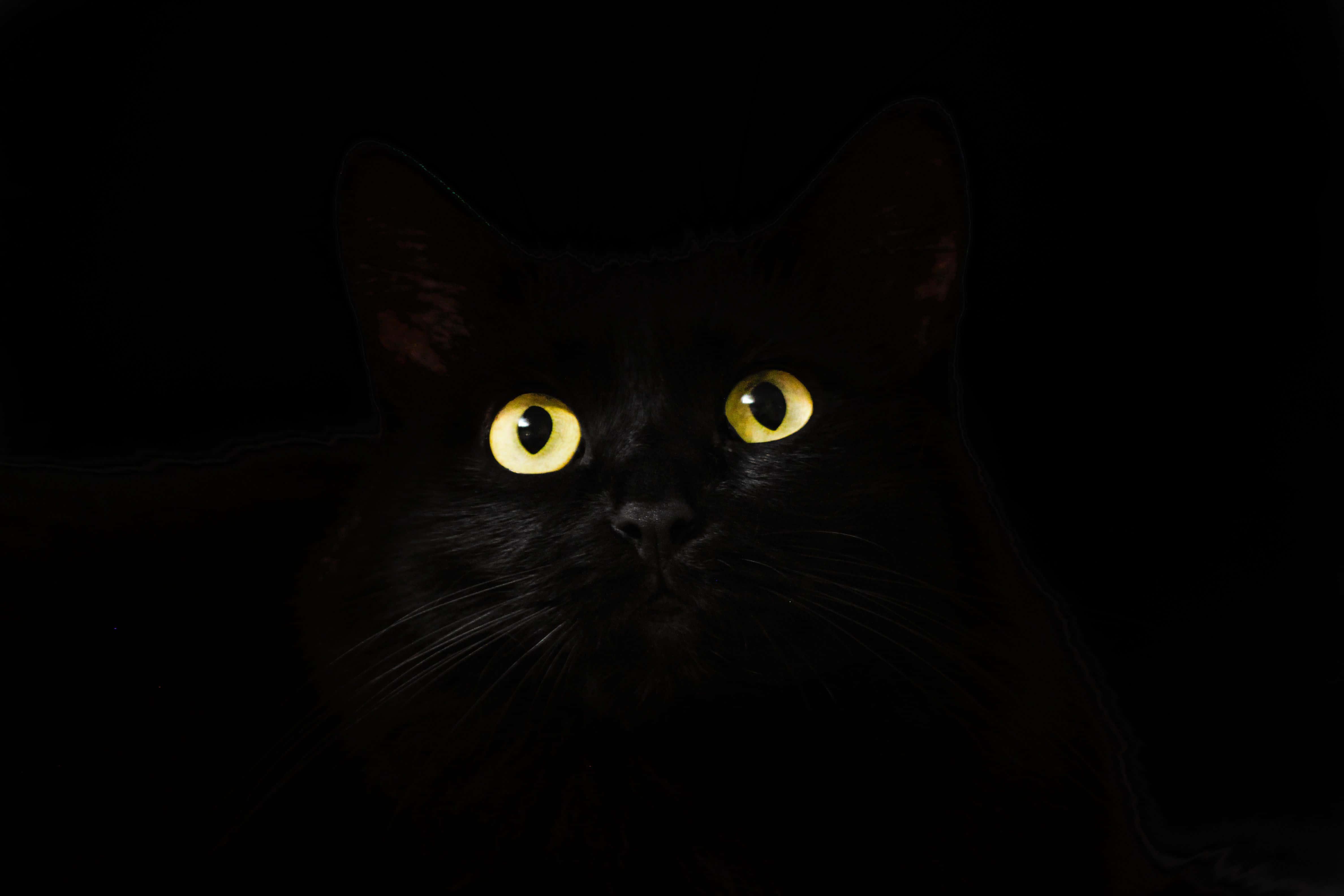 Out Of Darkness Cute Cat PFP — 4752x3168 wallpaper