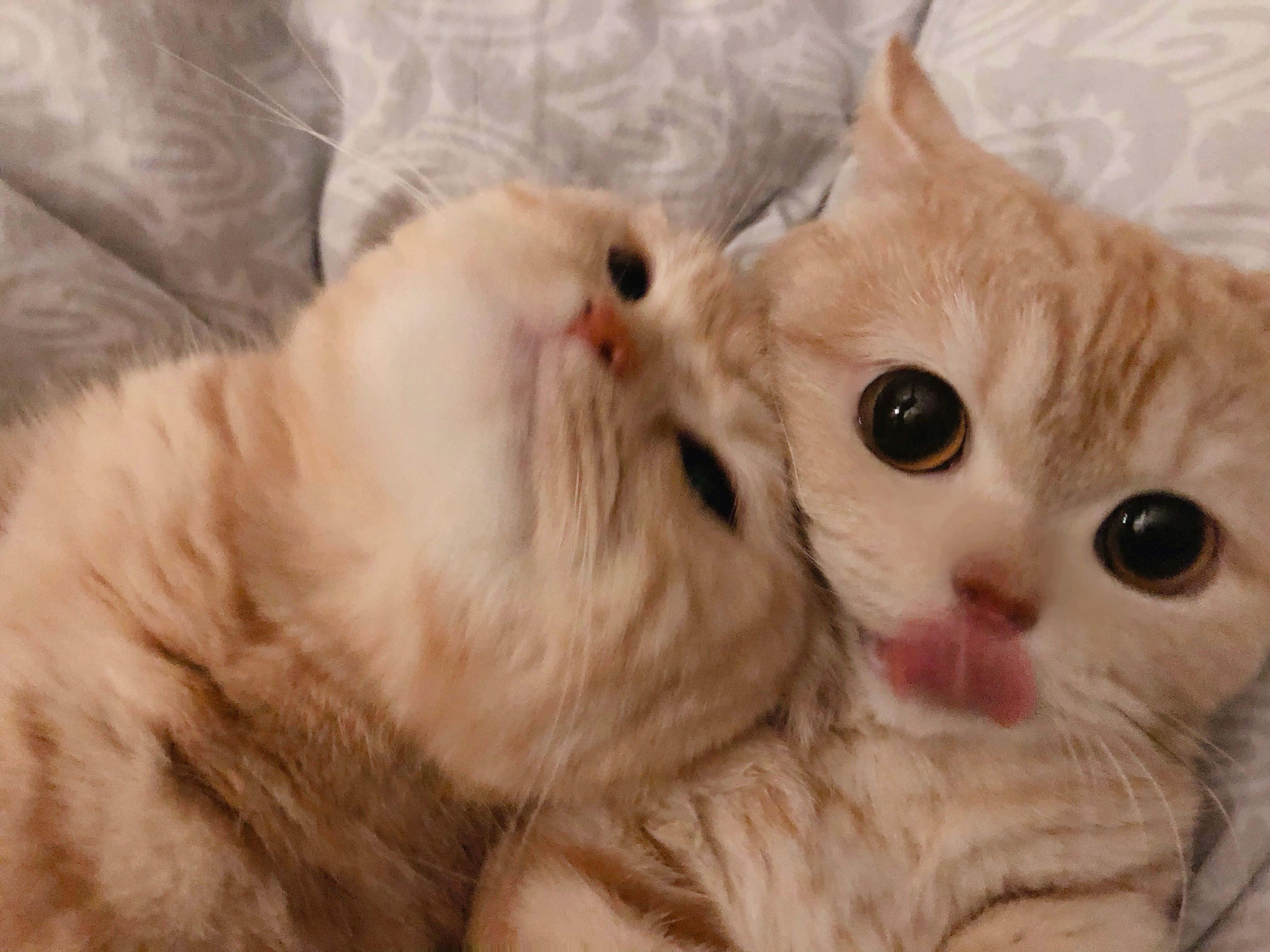 Pair Cute Cat PFP — 4032x3024 wallpaper