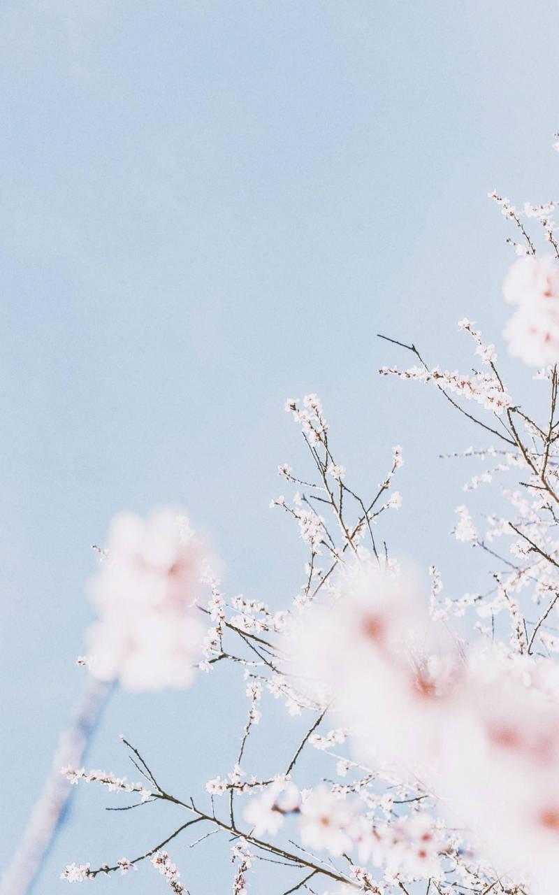 Pastel Aesthetic Cherry Blossom Sky — 800x1280 wallpaper