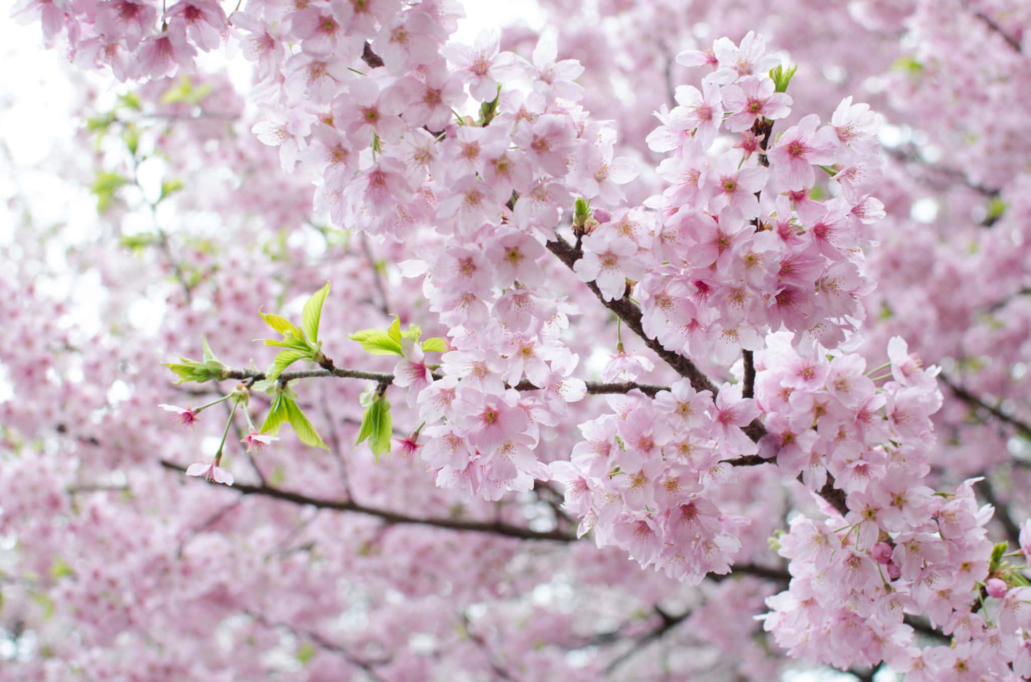 Pastel Pink Cherry Blossom Picture — 2048x1355 wallpaper