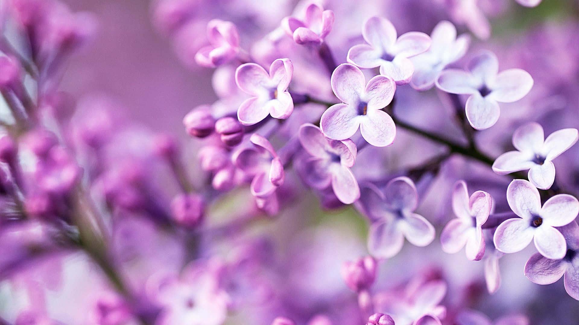 Pastel Purple Background — 1920x1080 wallpaper