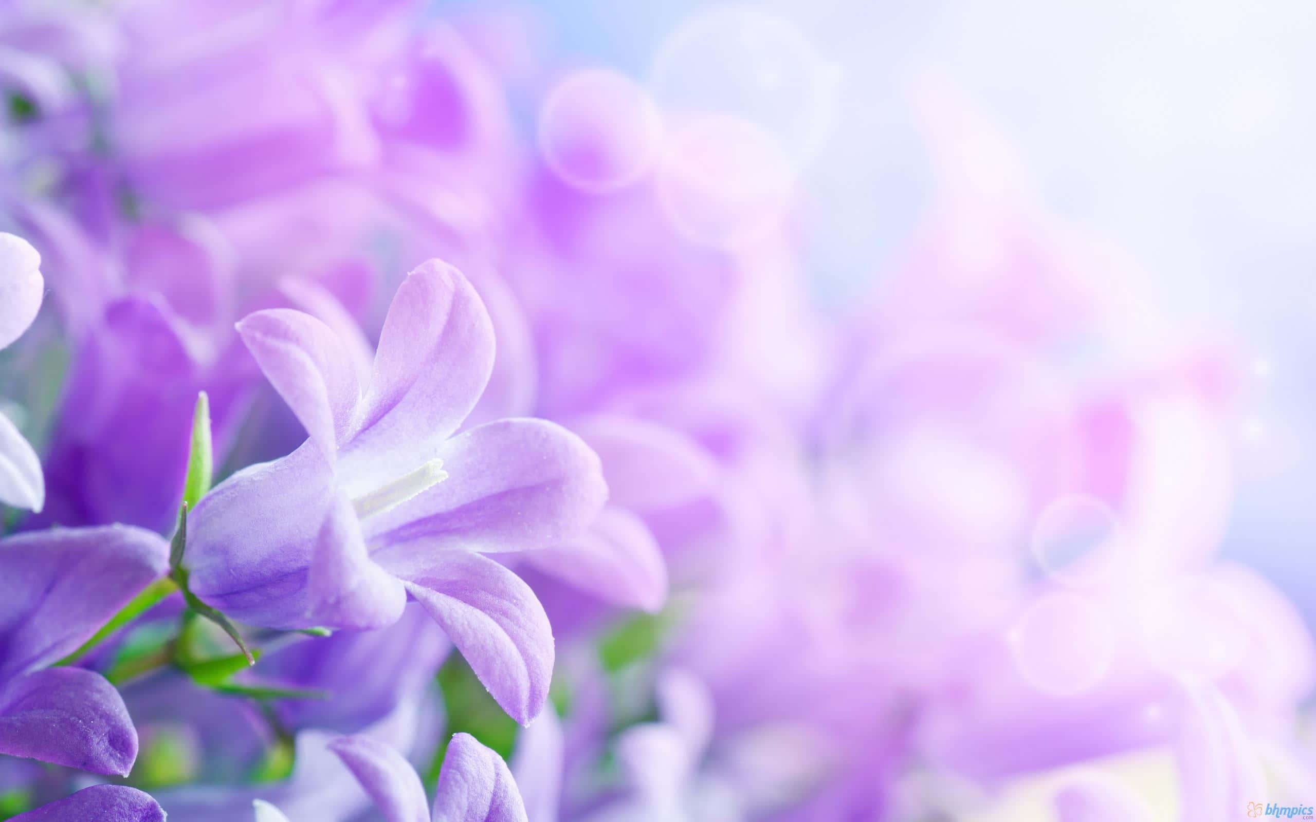 Pastel Purple Background — 2560x1600 wallpaper