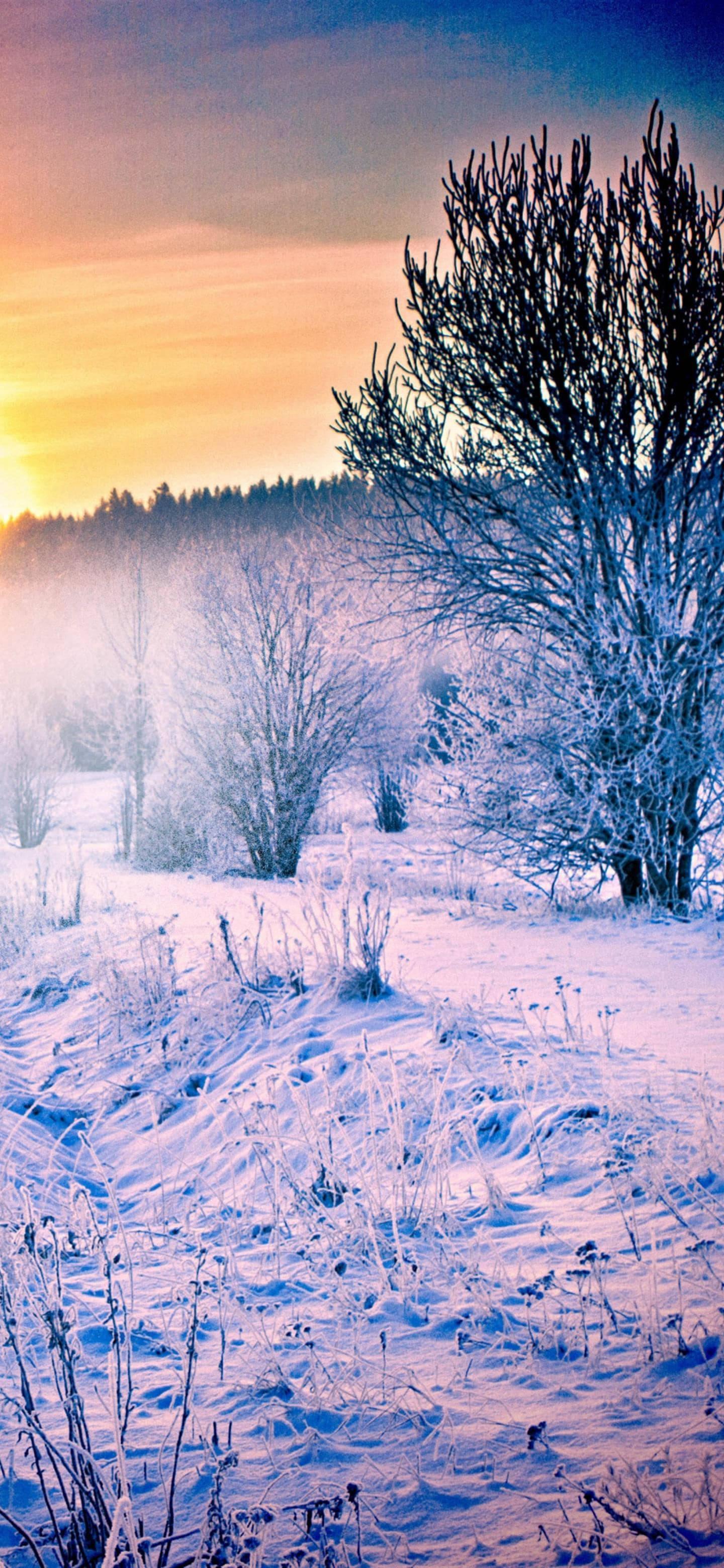 Peaceful Sunset Winter iPhone — 1440x3120 wallpaper