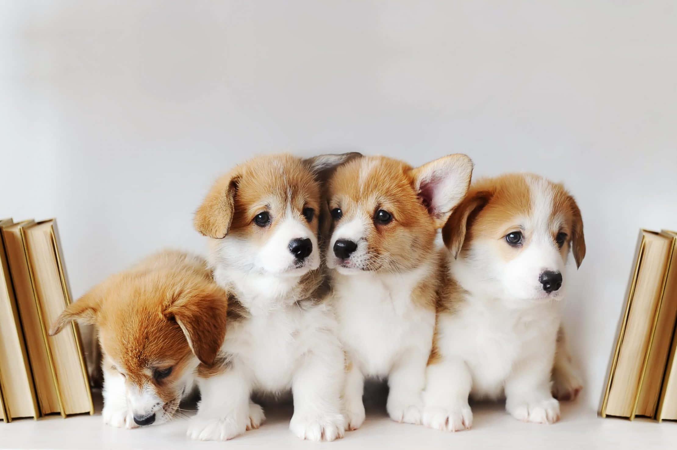 Permbroke Welsh Corgi Puppy Picture — 2220x1478 wallpaper
