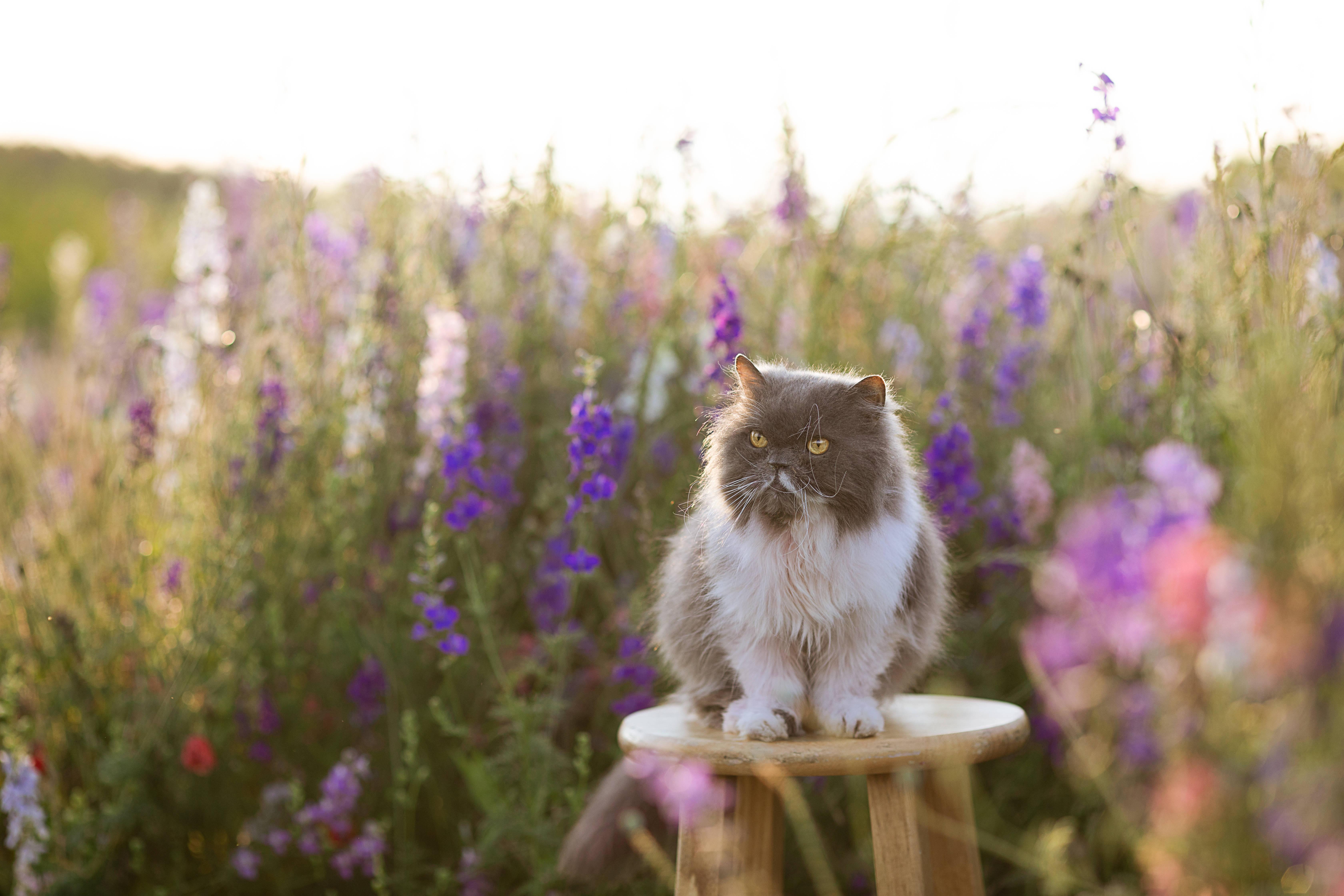 Persian Cute Cat Aesthetic — 6720x4480 wallpaper
