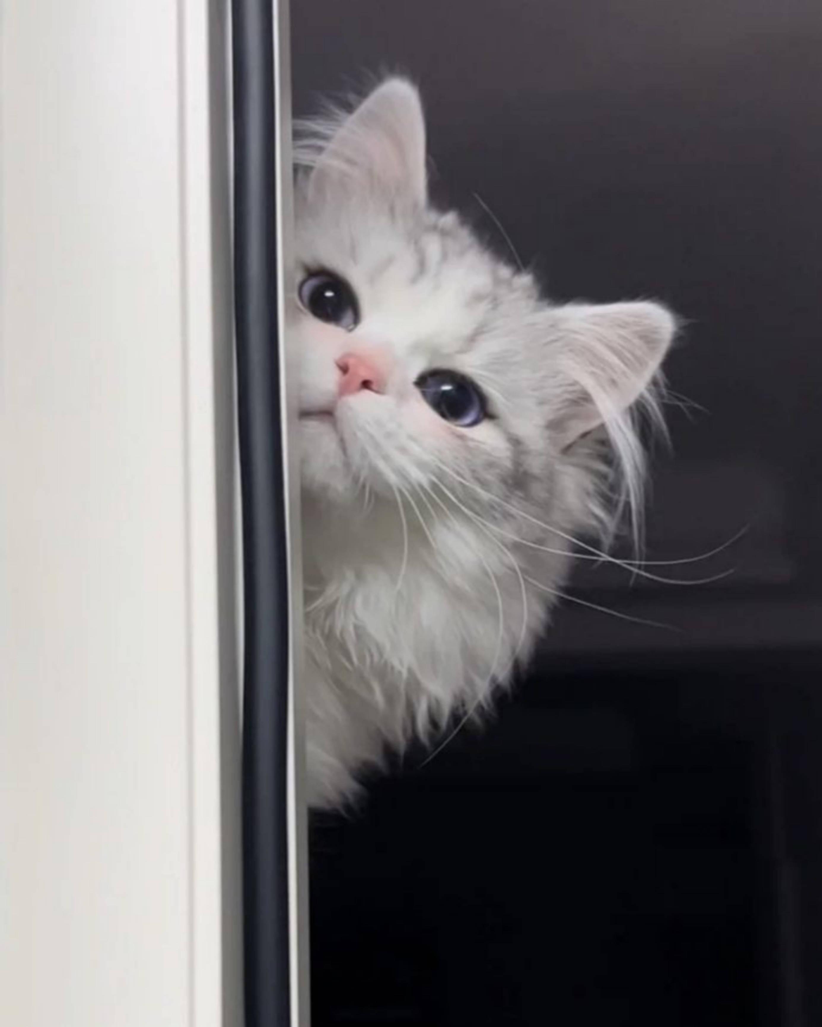 Persian Cute Cat Aesthetic Peeking — 2771x3464 wallpaper