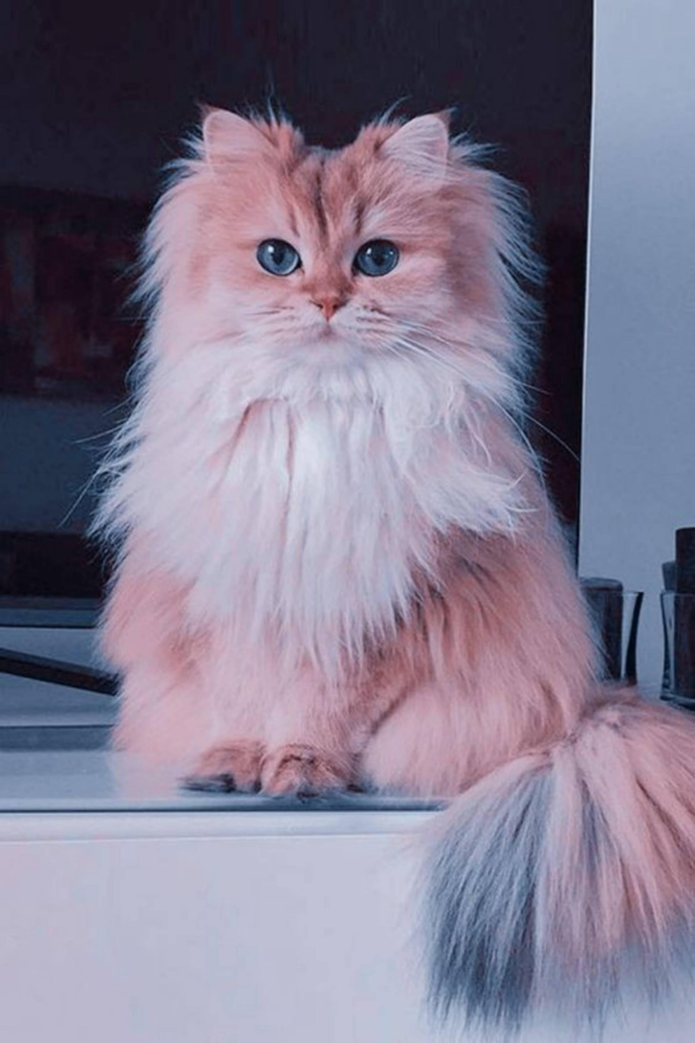 Persian Cute Cat Aesthetic Sitting And Staring — 2309x3464 wallpaper
